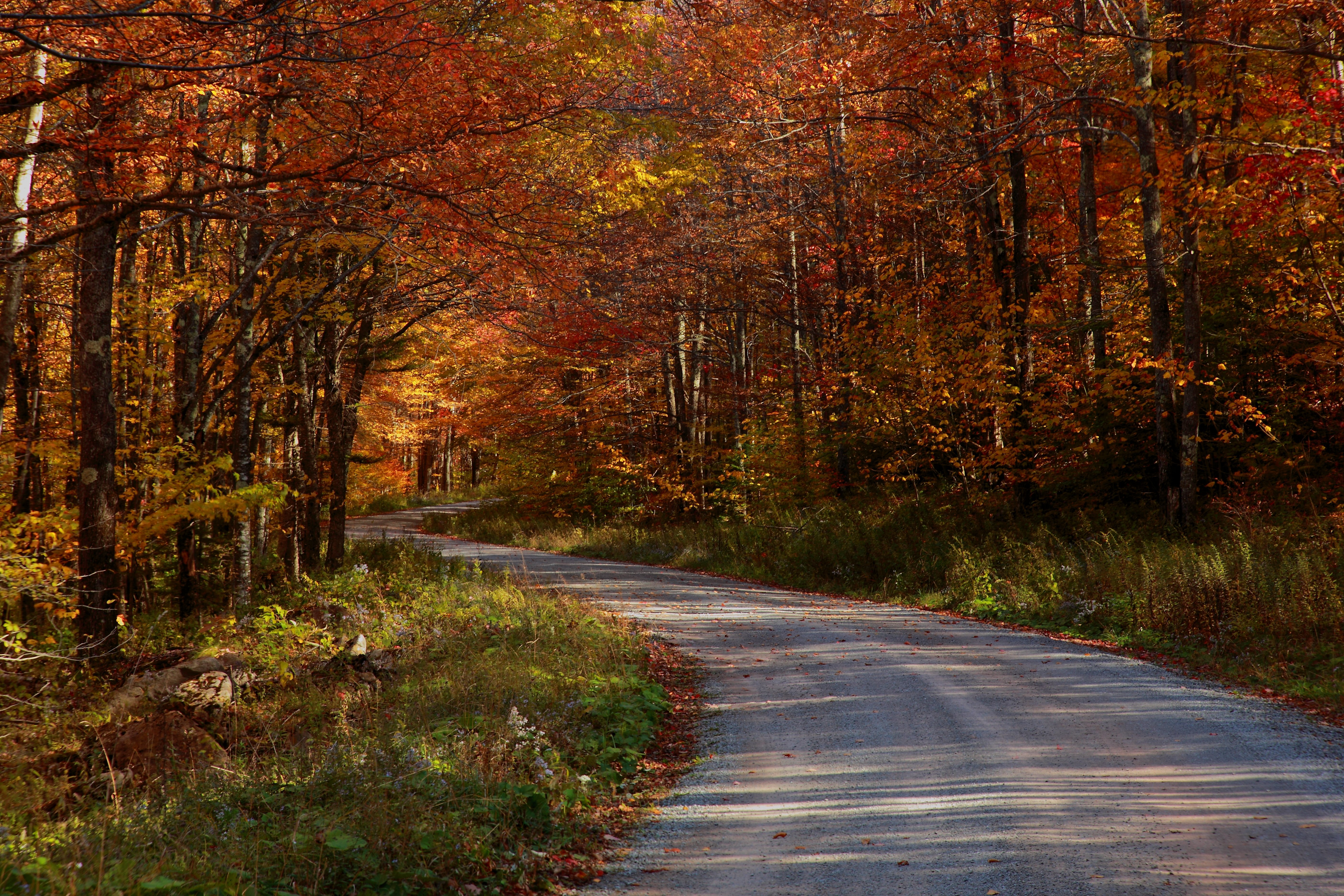 Beautiful Road And Forest In Fall Wallpapers