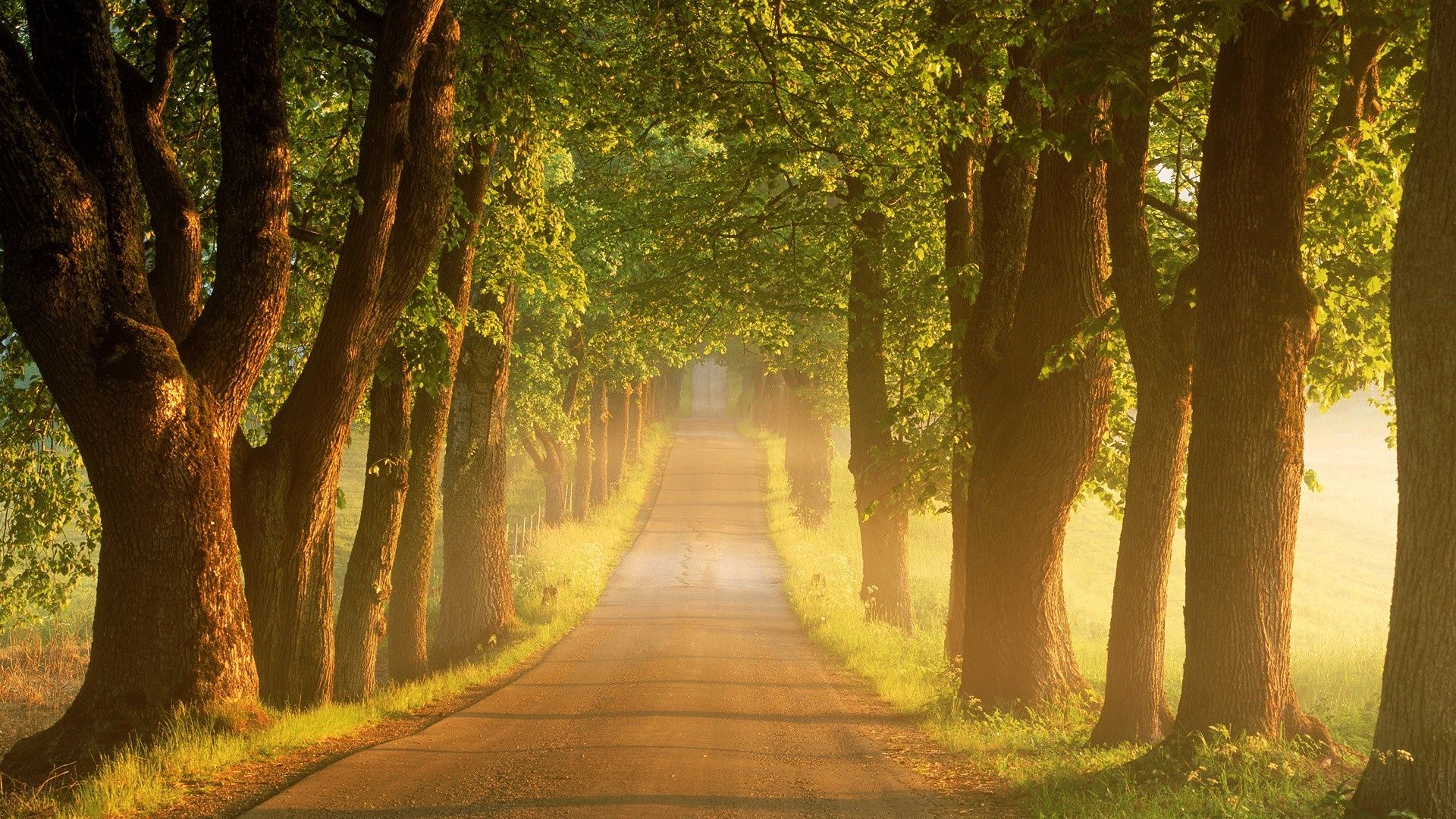 Beautiful Tree-Lined Road Wallpapers