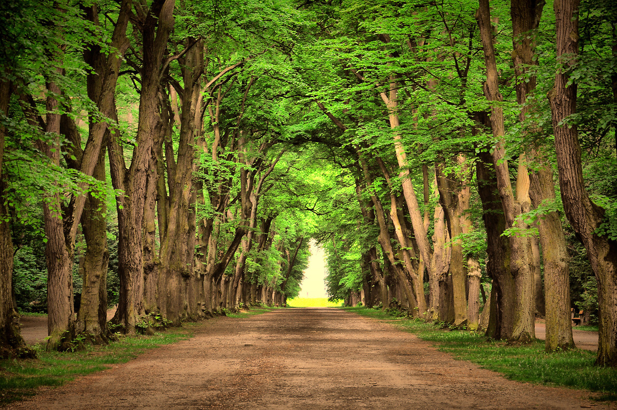 Beautiful Tree-Lined Road Wallpapers