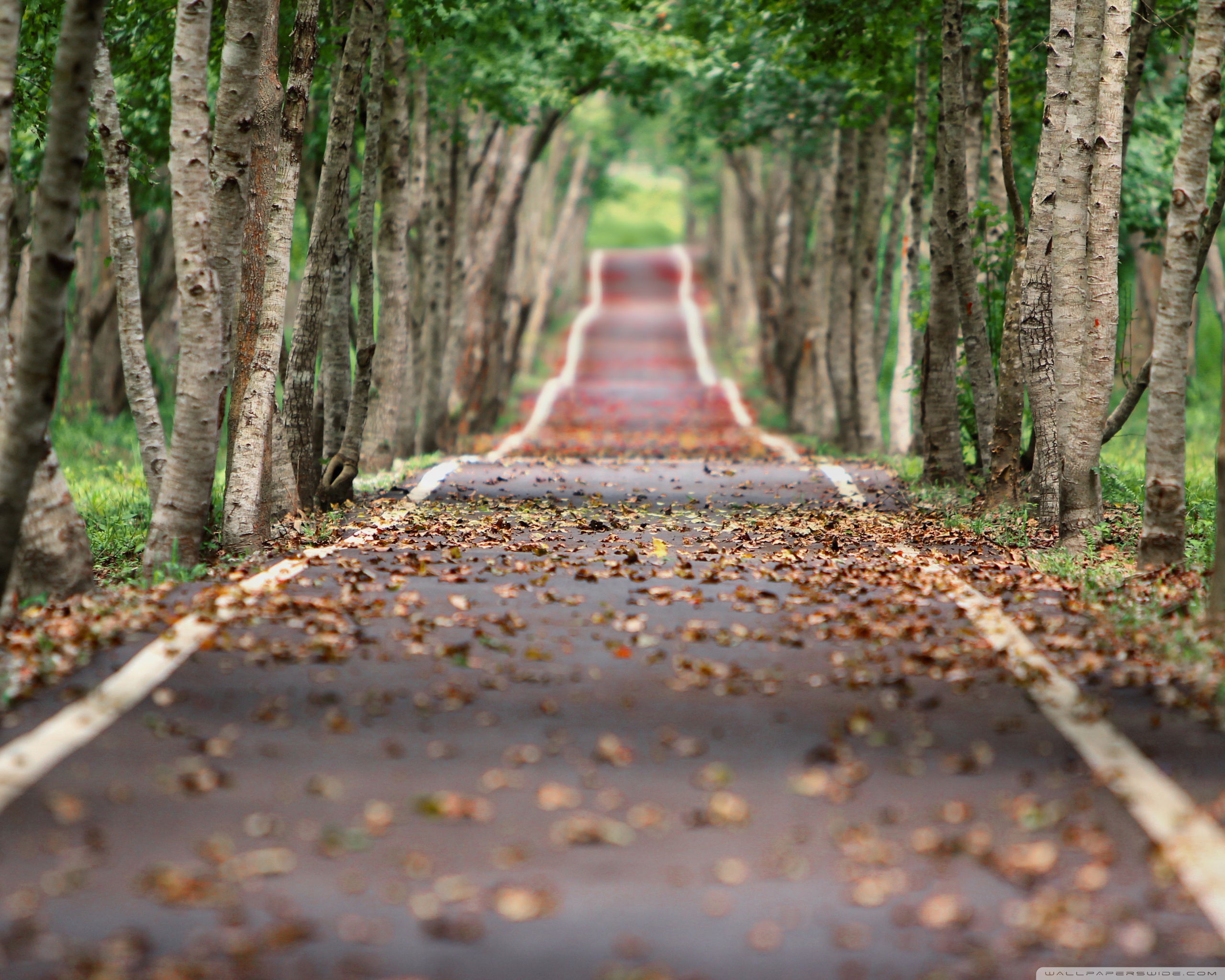 Beautiful Tree-Lined Road Wallpapers