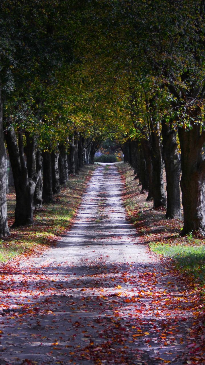 Beautiful Tree-Lined Road Wallpapers