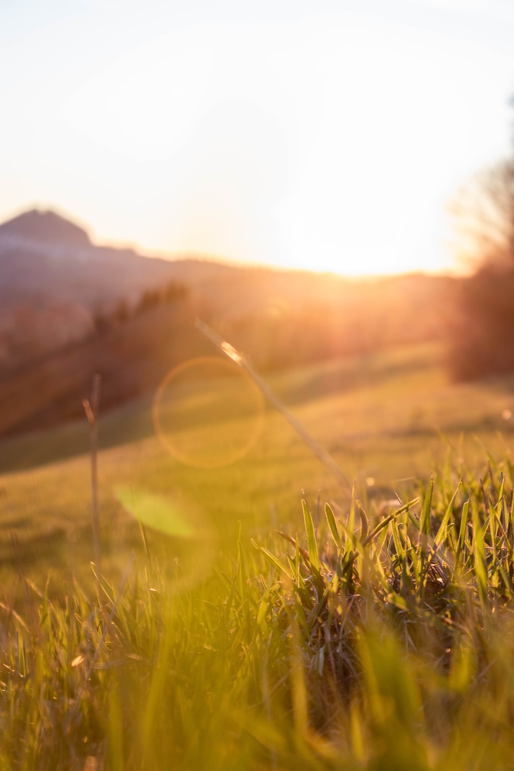 Beautiful Yellow Grass Field With Sunrays Landscape View Wallpapers