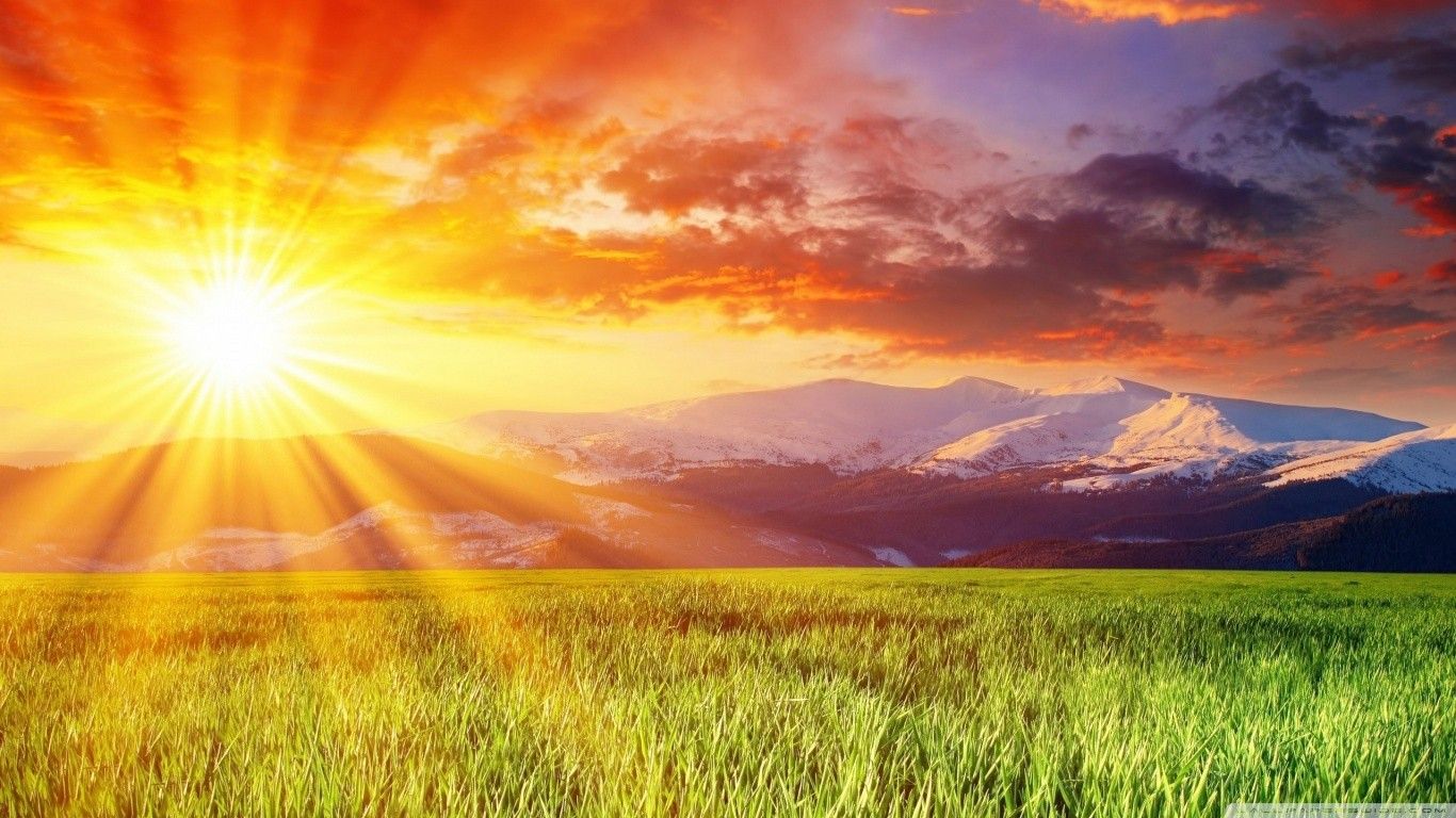 Beautiful Yellow Grass Field With Sunrays Landscape View Wallpapers