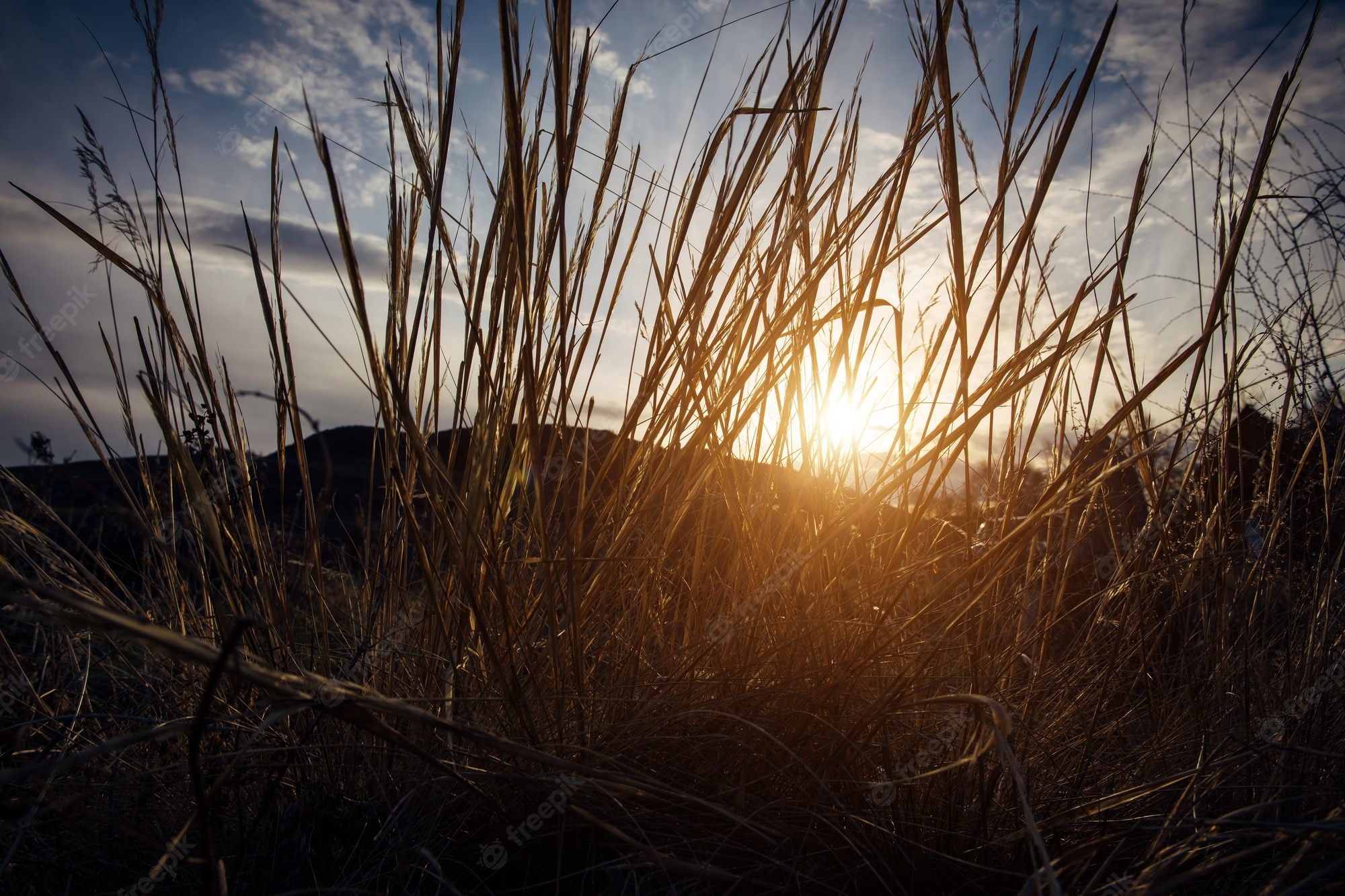 Beautiful Yellow Grass Field With Sunrays Landscape View Wallpapers