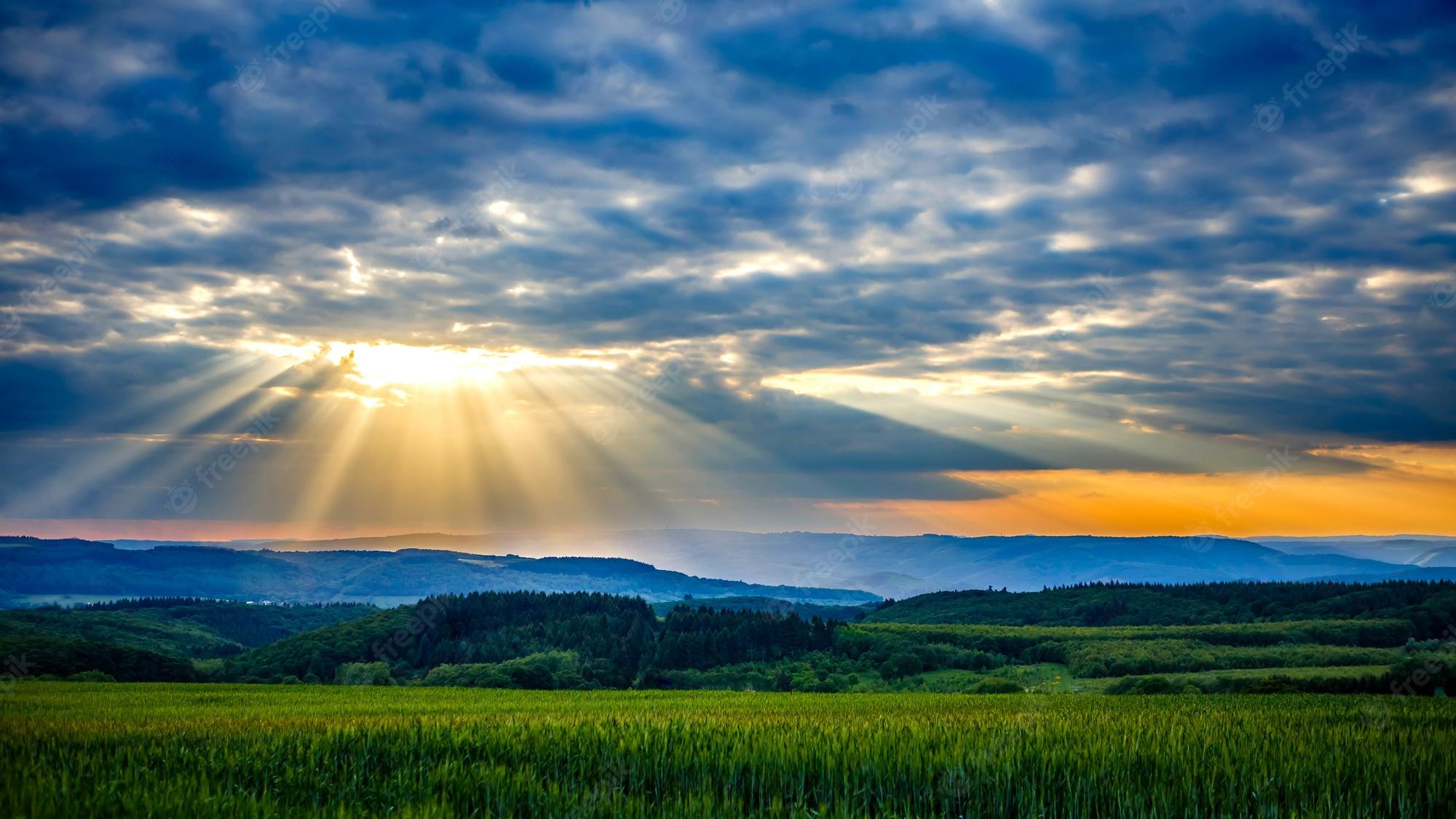 Beautiful Yellow Grass Field With Sunrays Landscape View Wallpapers