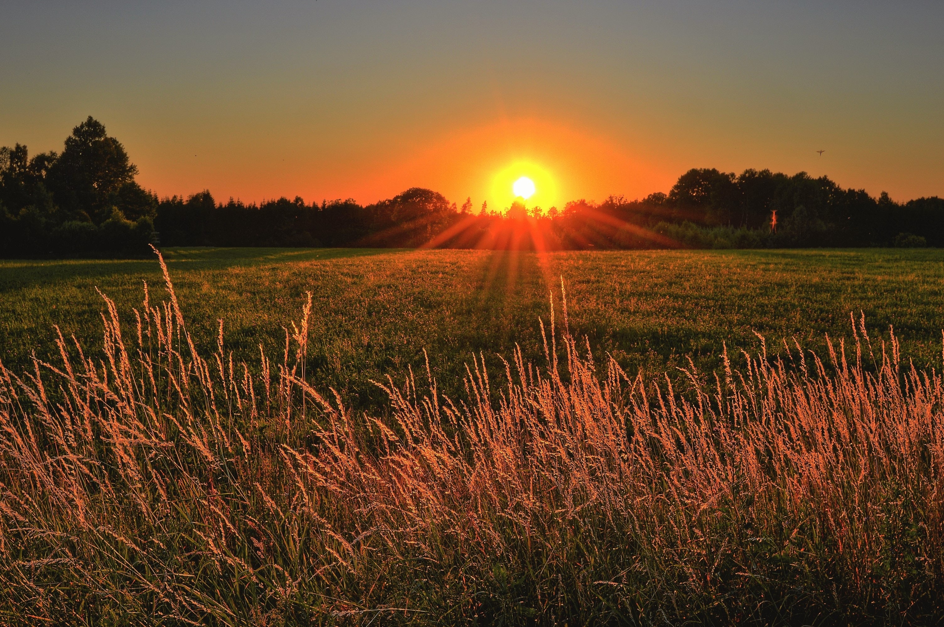 Beautiful Yellow Grass Field With Sunrays Landscape View Wallpapers