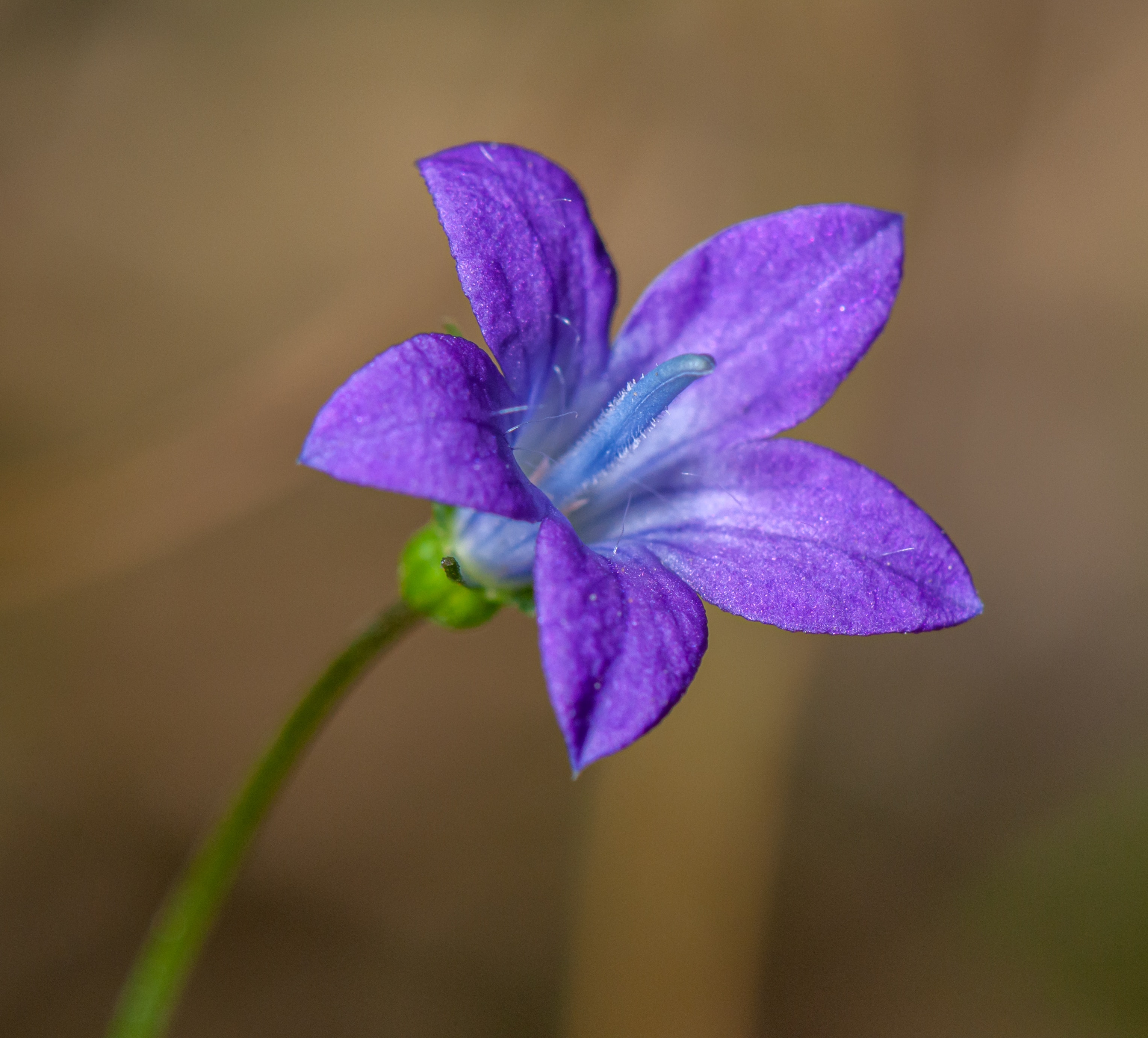 Bellflower Wallpapers