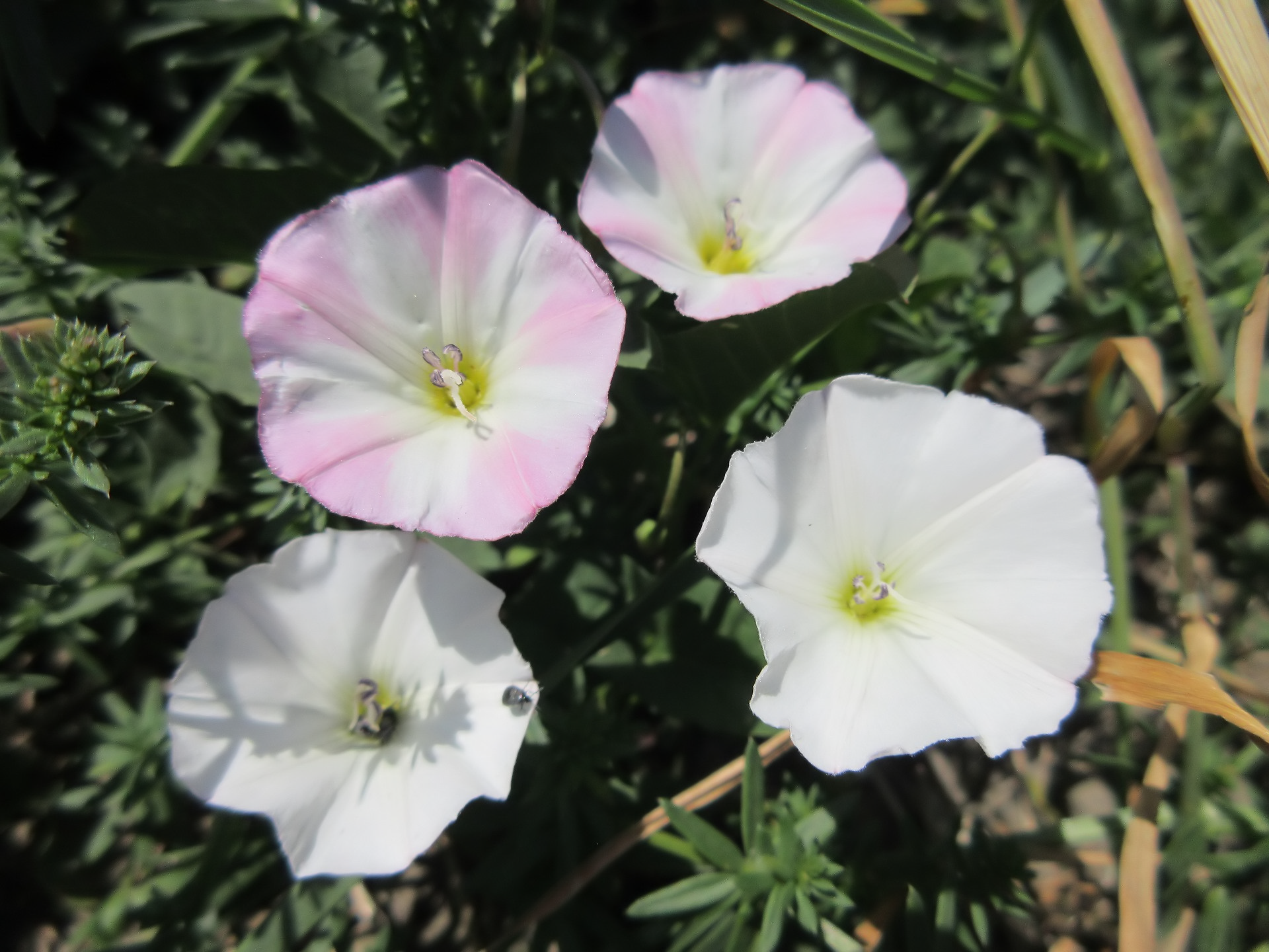 Bindweed Wallpapers