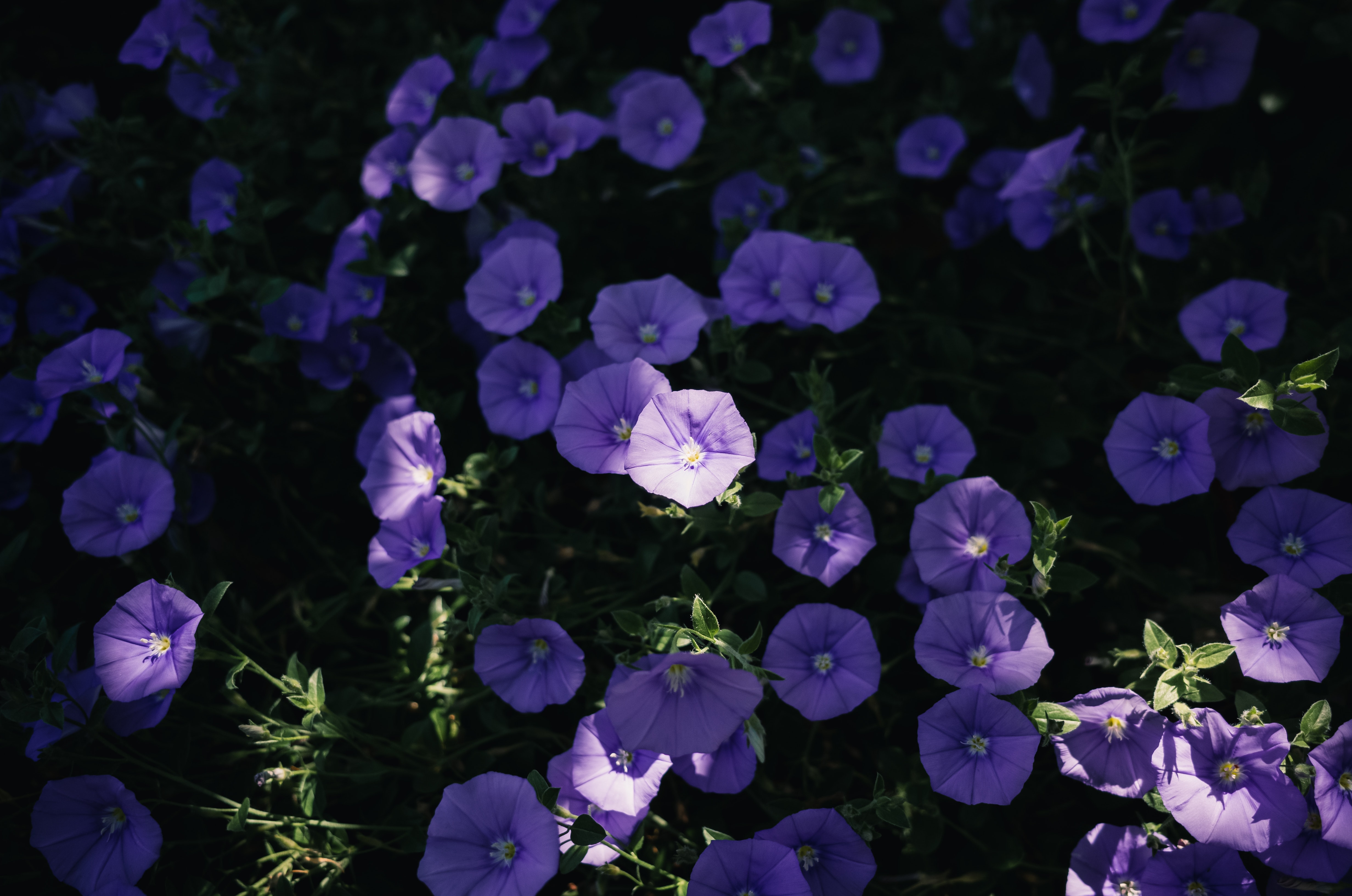 Bindweed Wallpapers