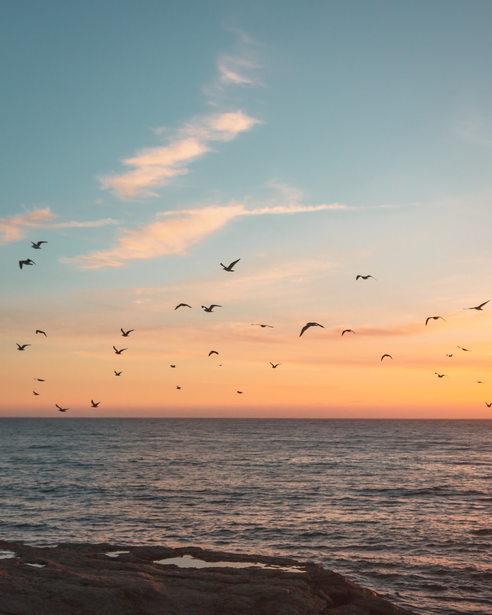 Bird Flying Near Sea Wallpapers