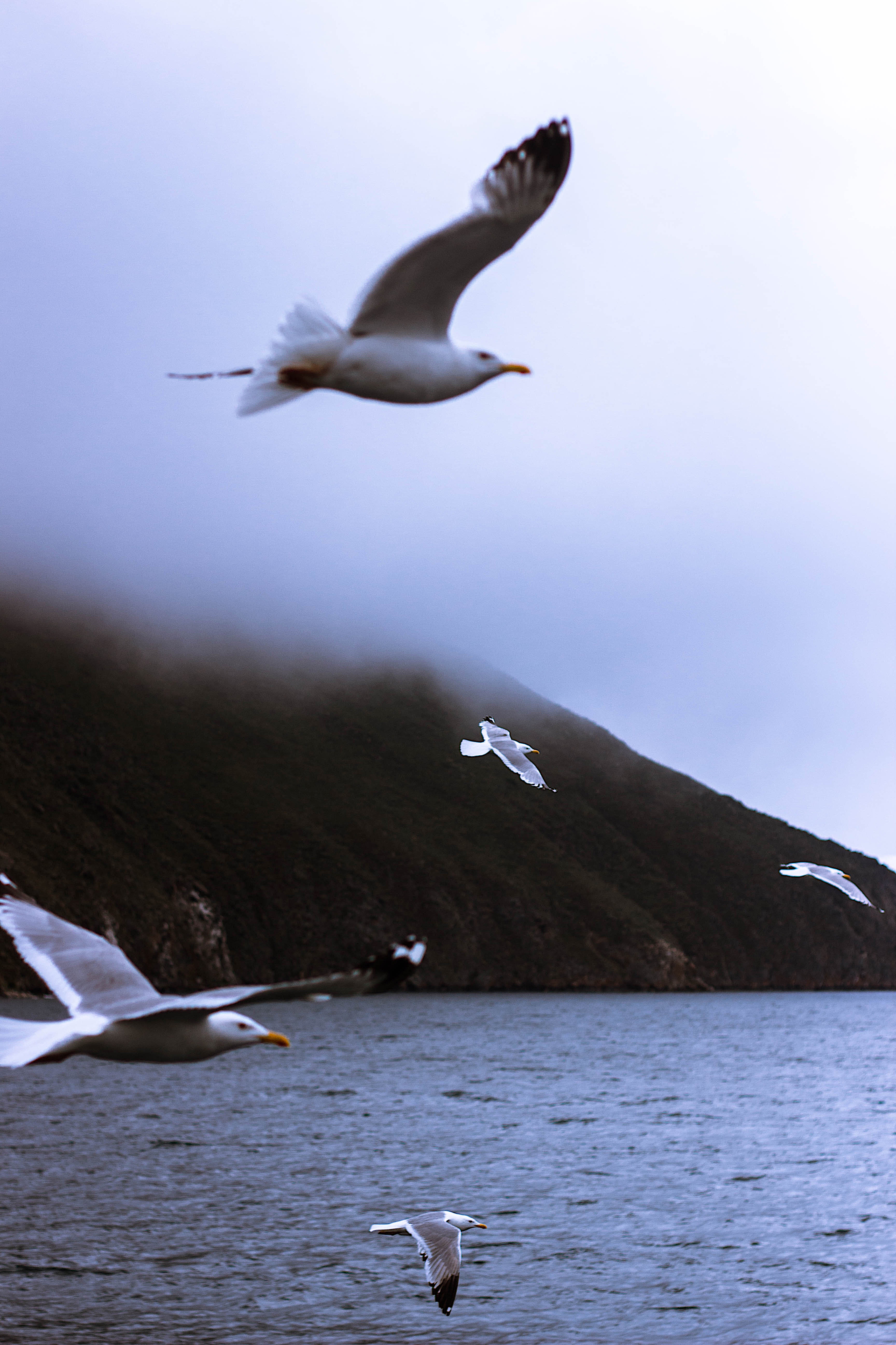 Bird Flying Near Sea Wallpapers