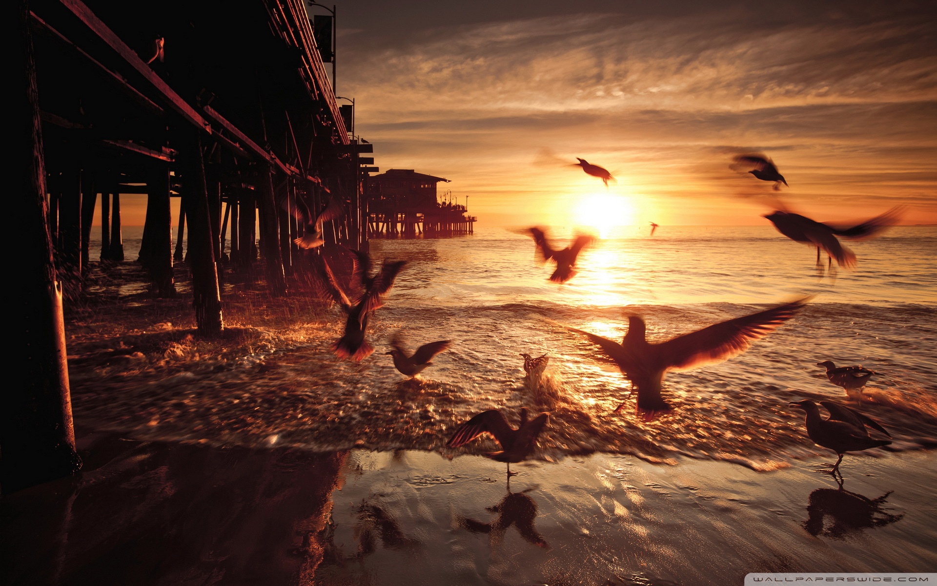 Bird Flying Near Sea Wallpapers