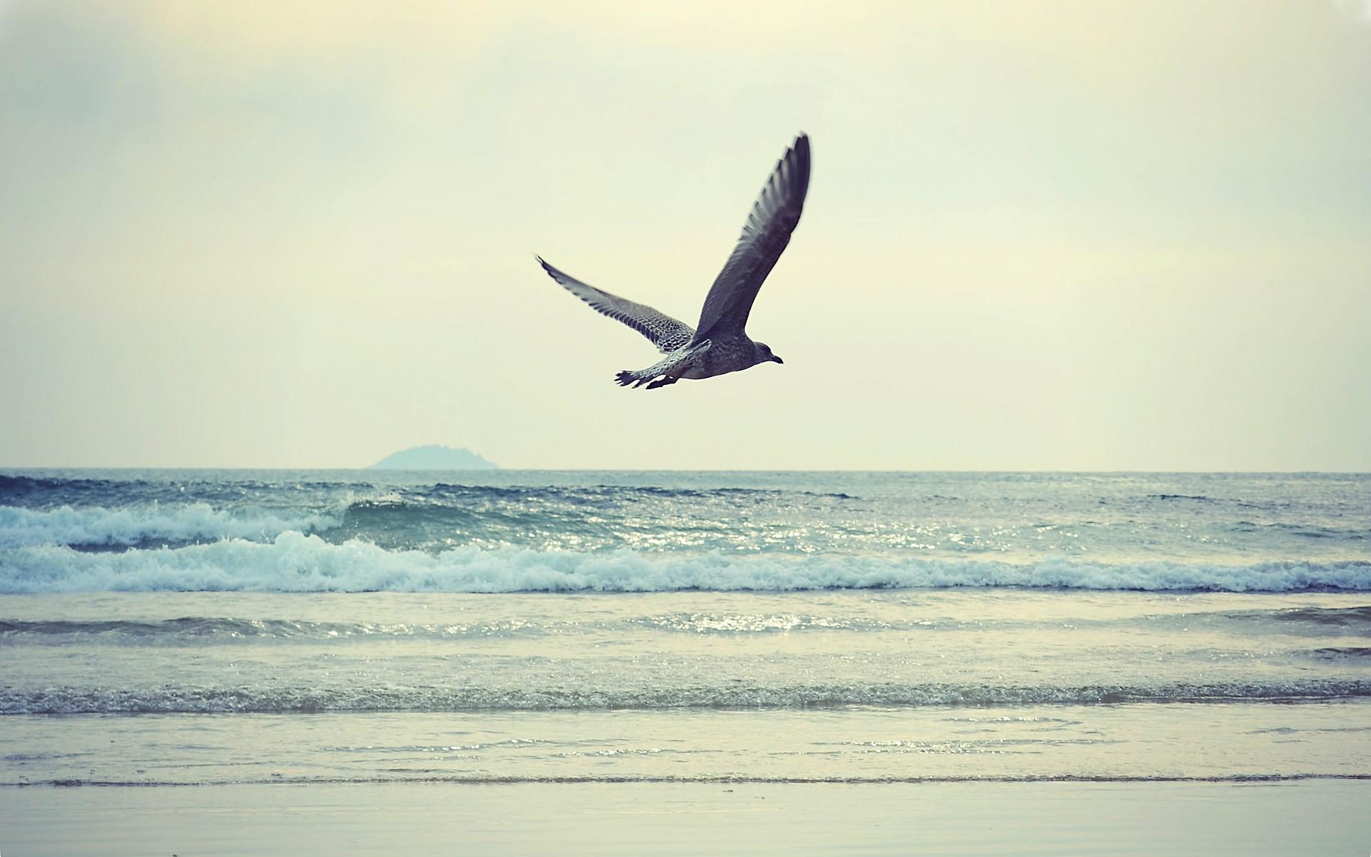 Bird Flying Near Sea Wallpapers