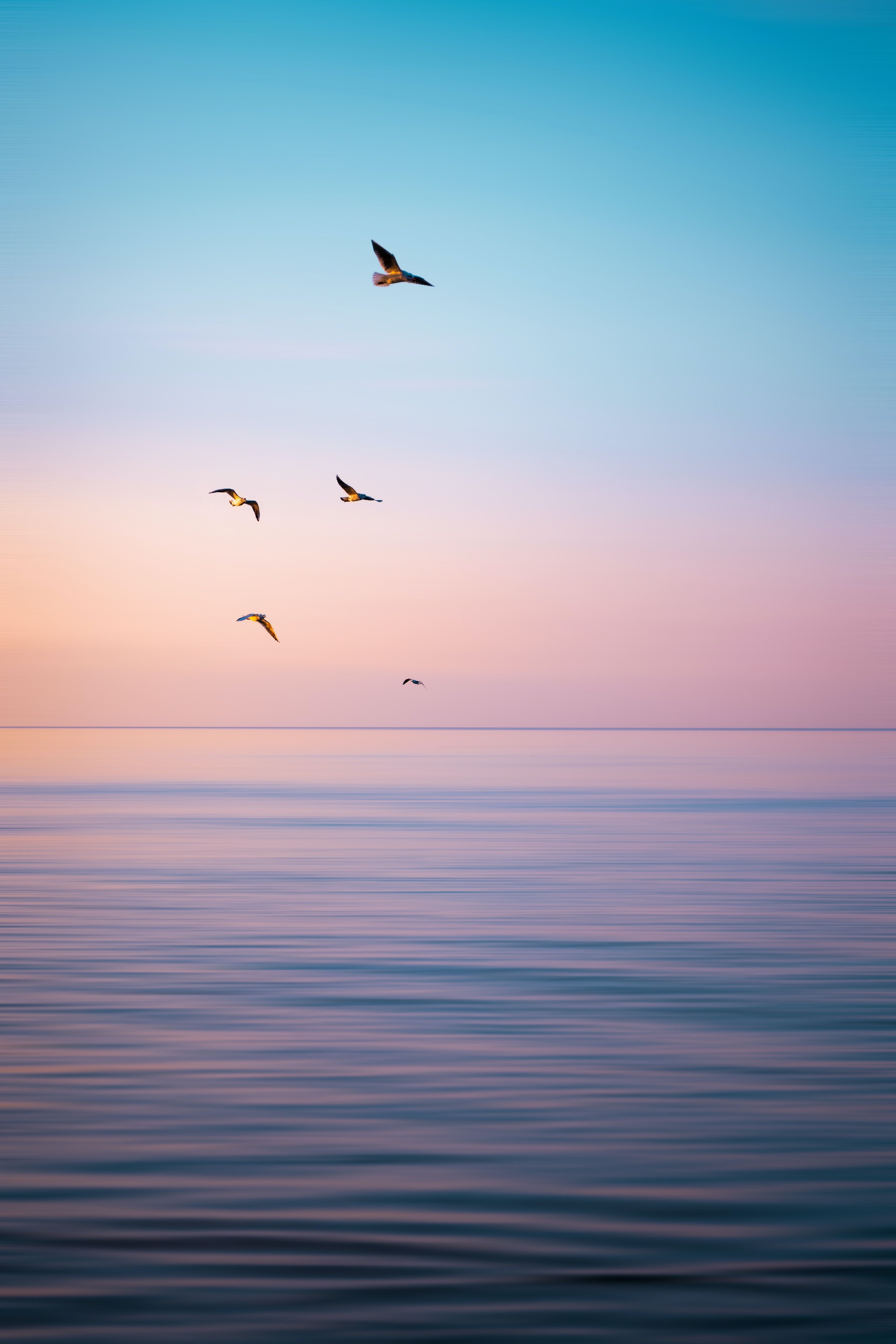 Bird Flying Near Sea Wallpapers