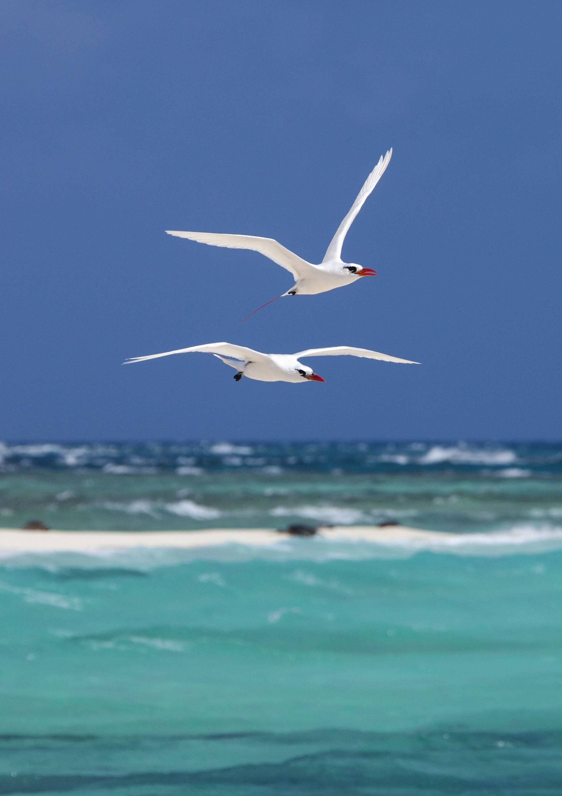 Bird Flying Near Sea Wallpapers