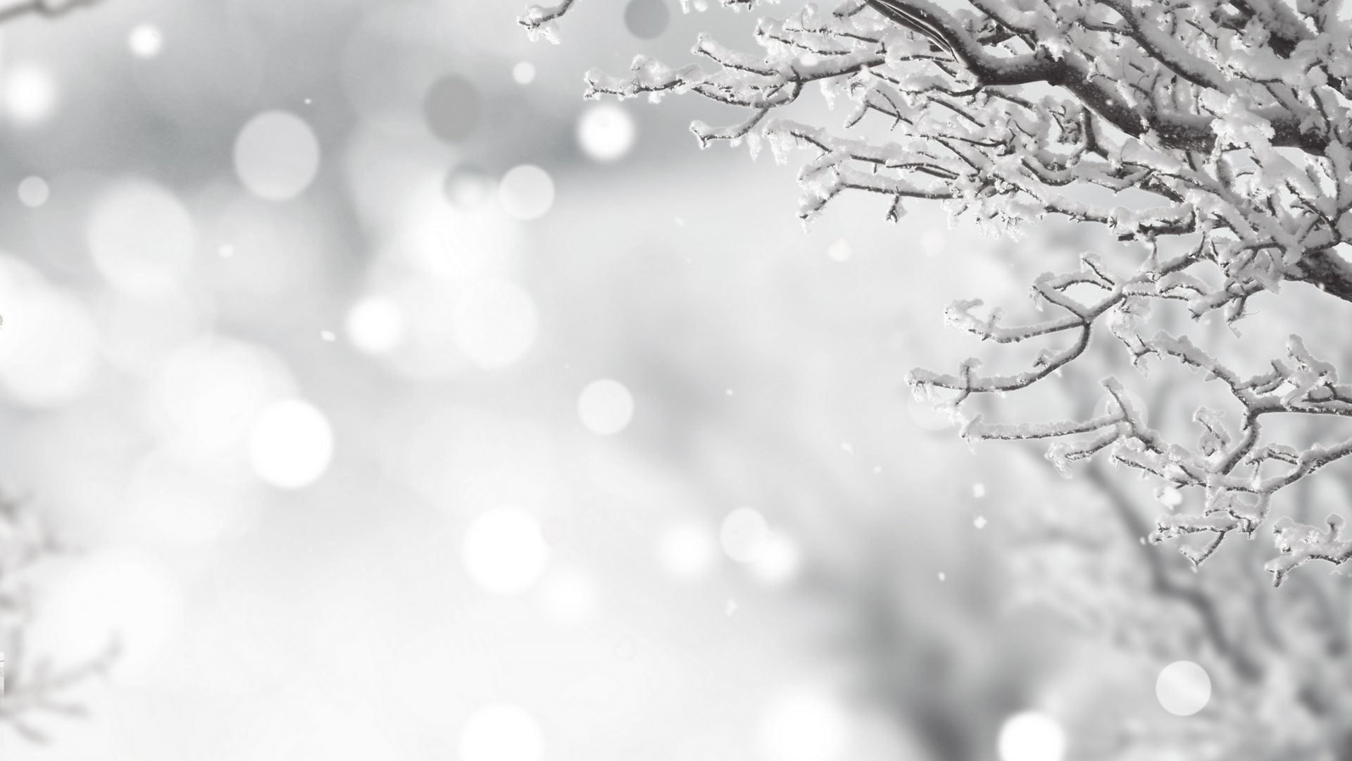 Black &Amp; White Snow Winter Night Wallpapers