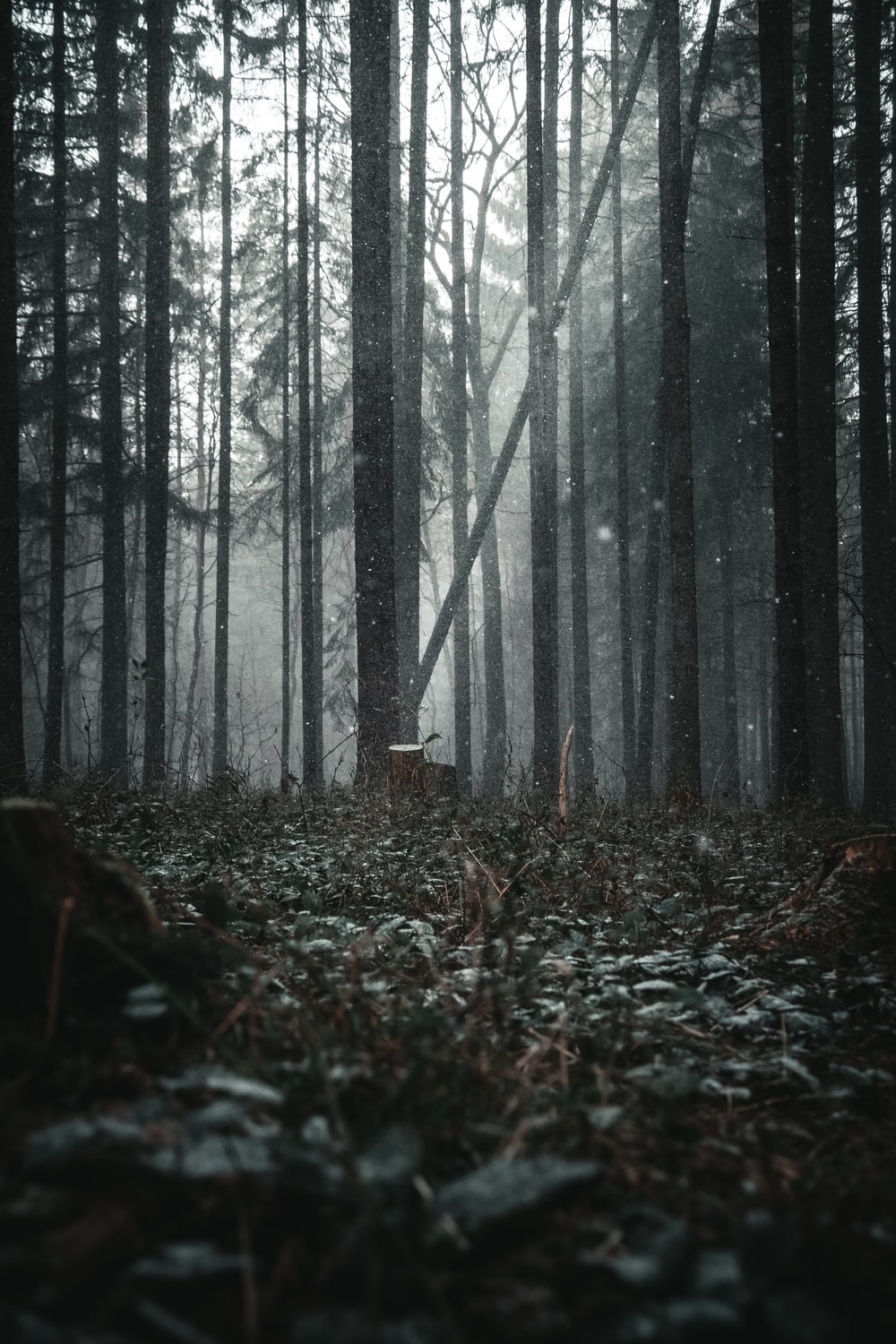 Black Forest Wallpapers