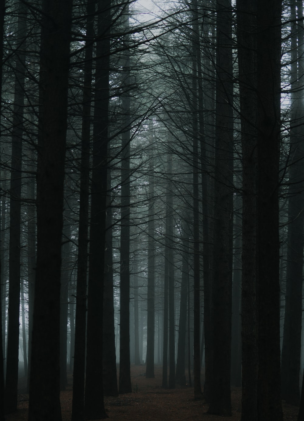 Black Forest Wallpapers