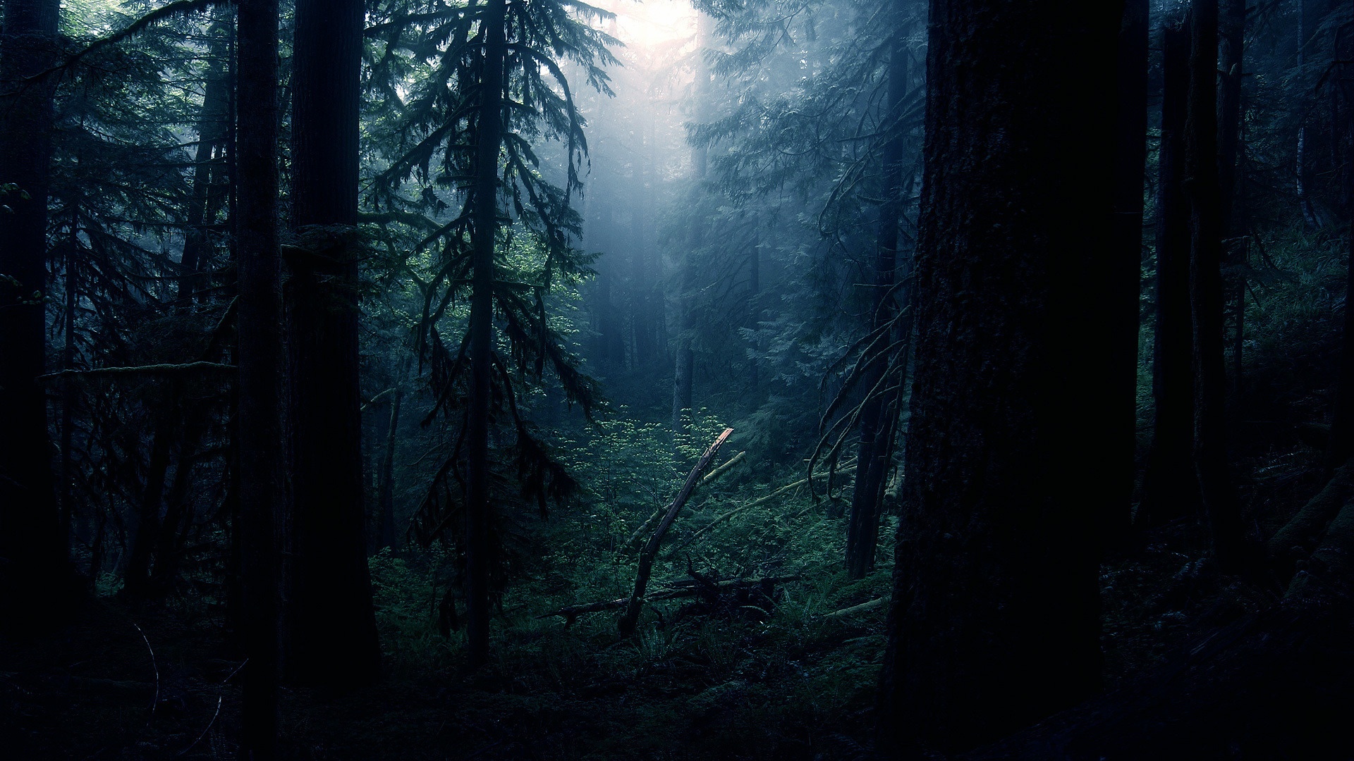 Black Forest Wallpapers