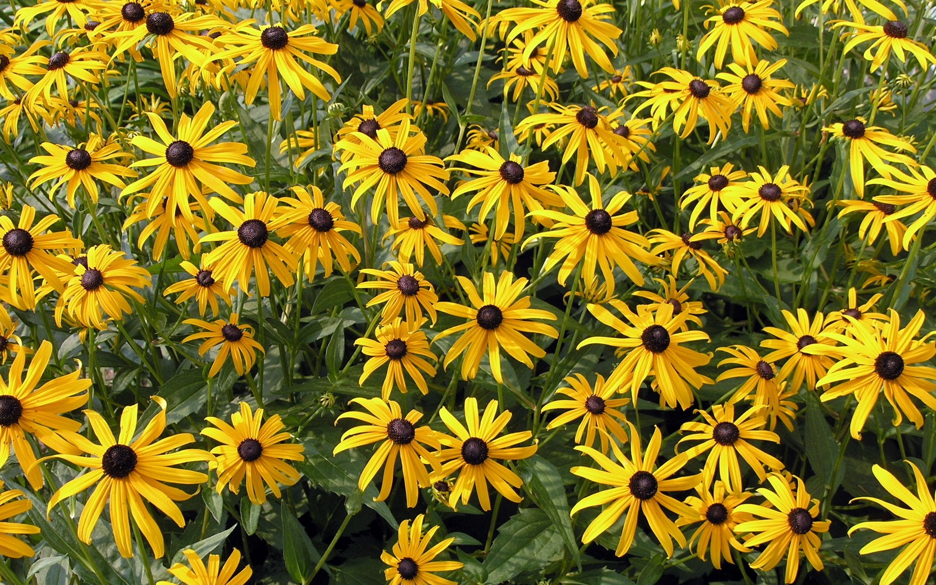 Black-Eyed Susan Wallpapers