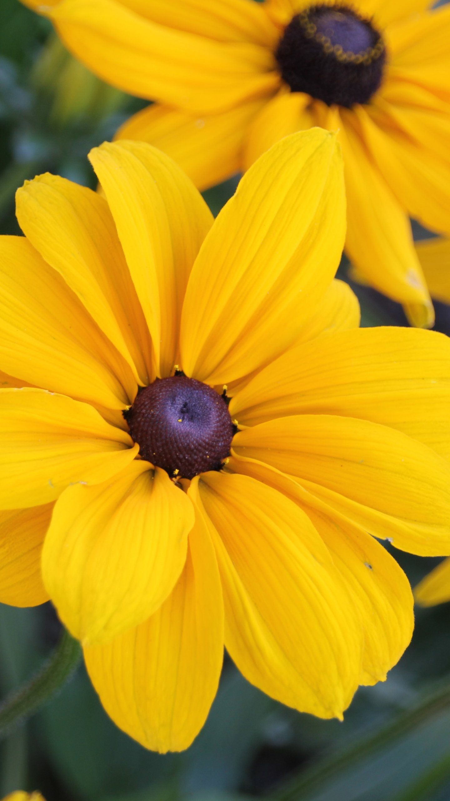 Black-Eyed Susan Wallpapers