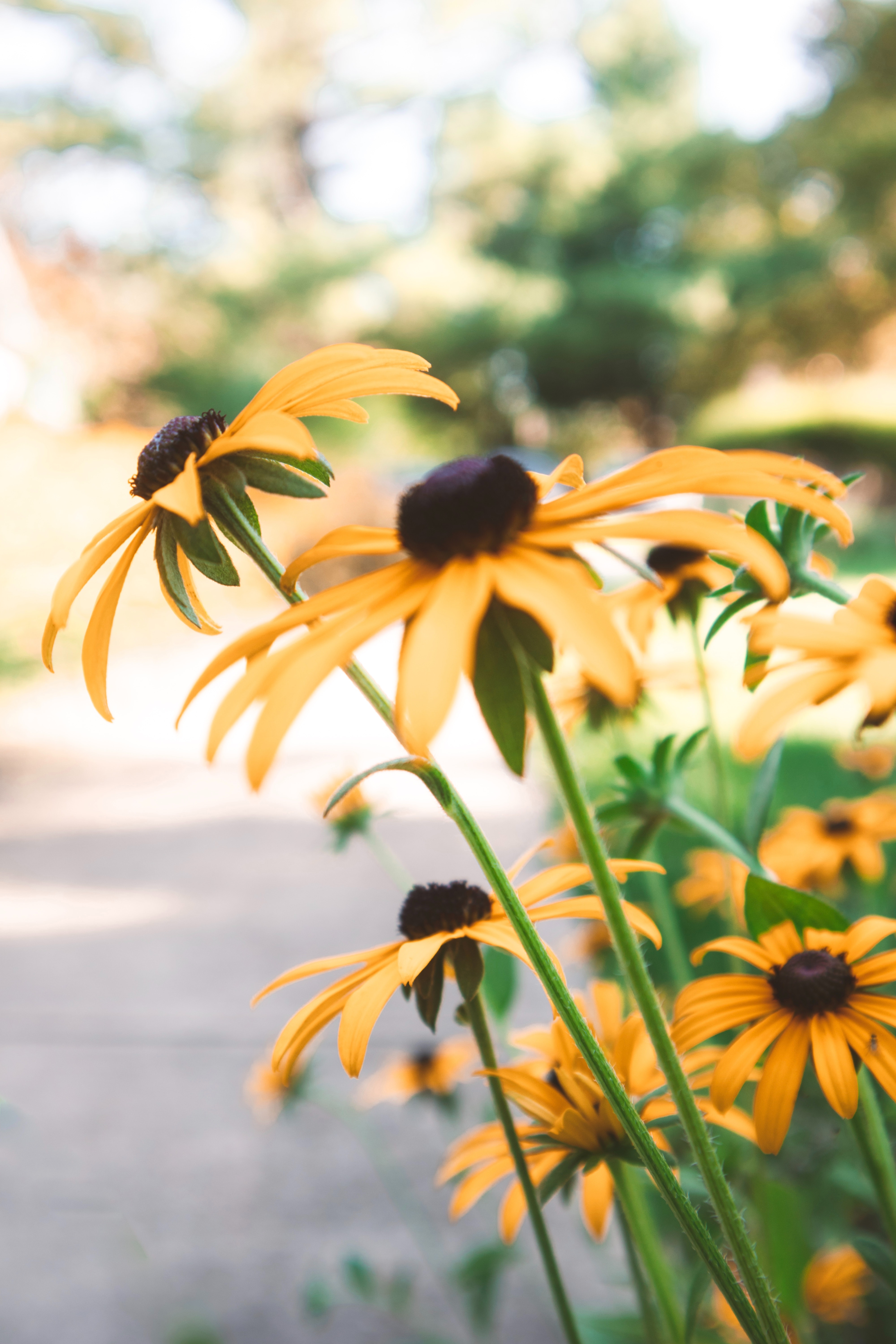 Black-Eyed Susan Wallpapers