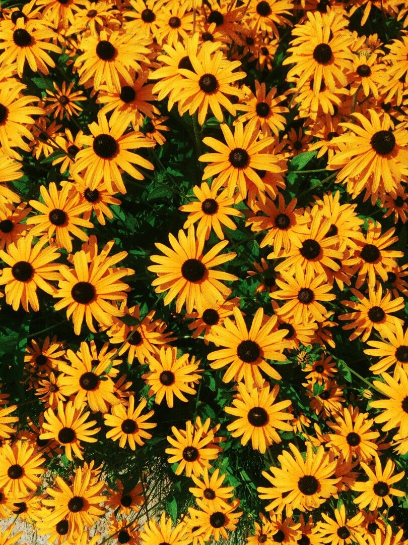 Black-Eyed Susan Wallpapers