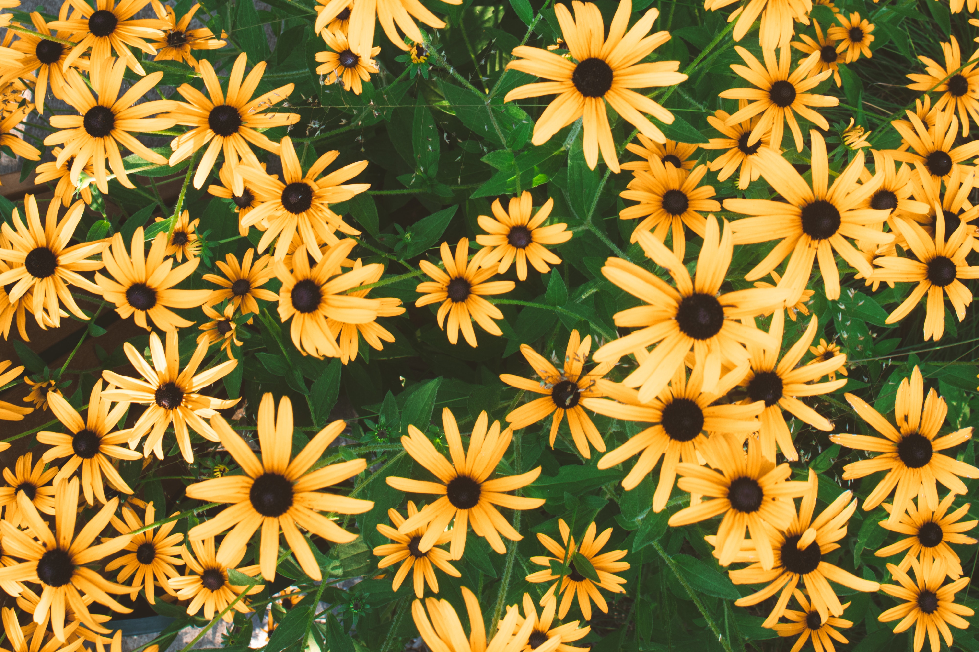 Black-Eyed Susan Wallpapers