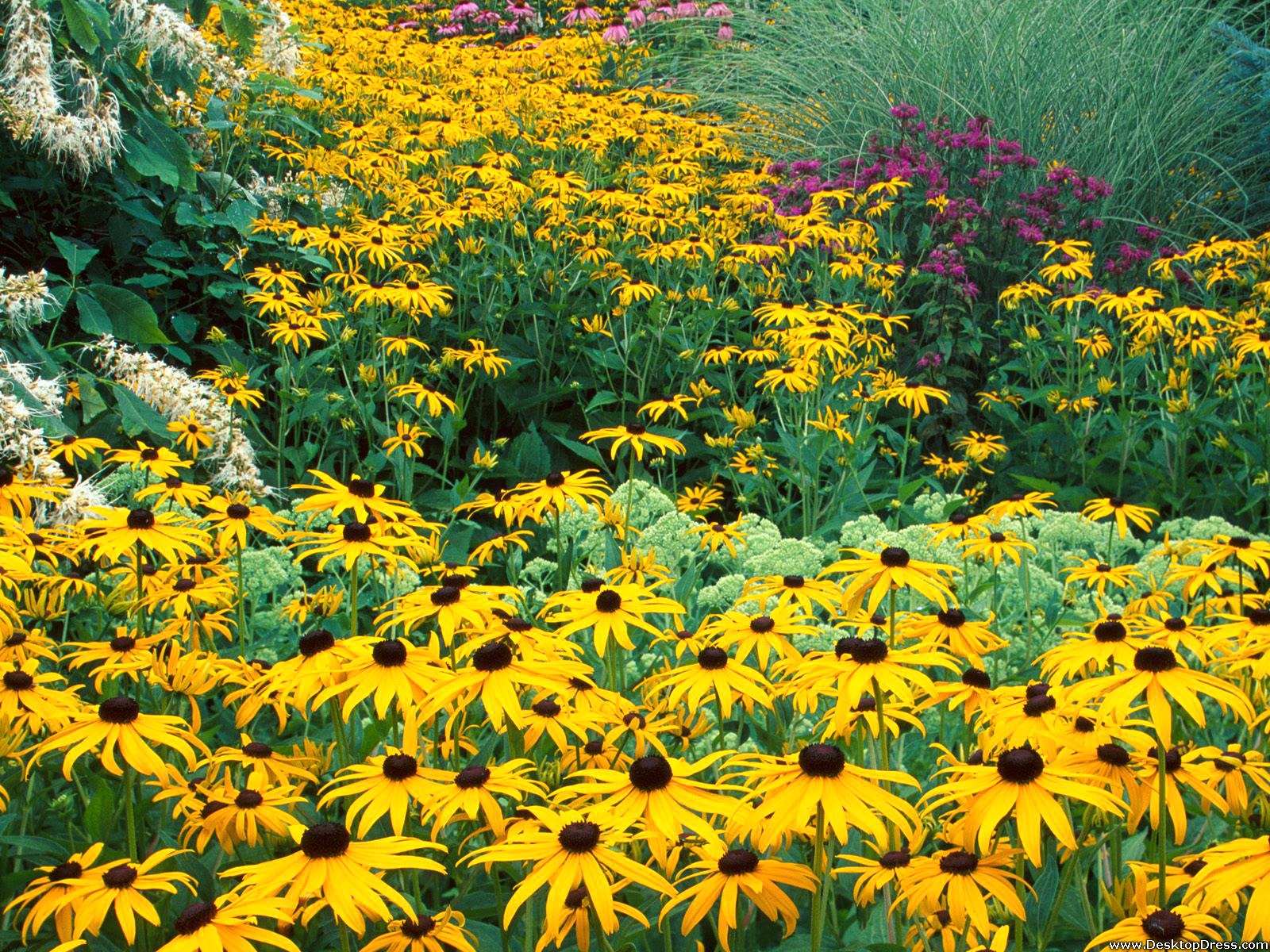 Black-Eyed Susan Wallpapers