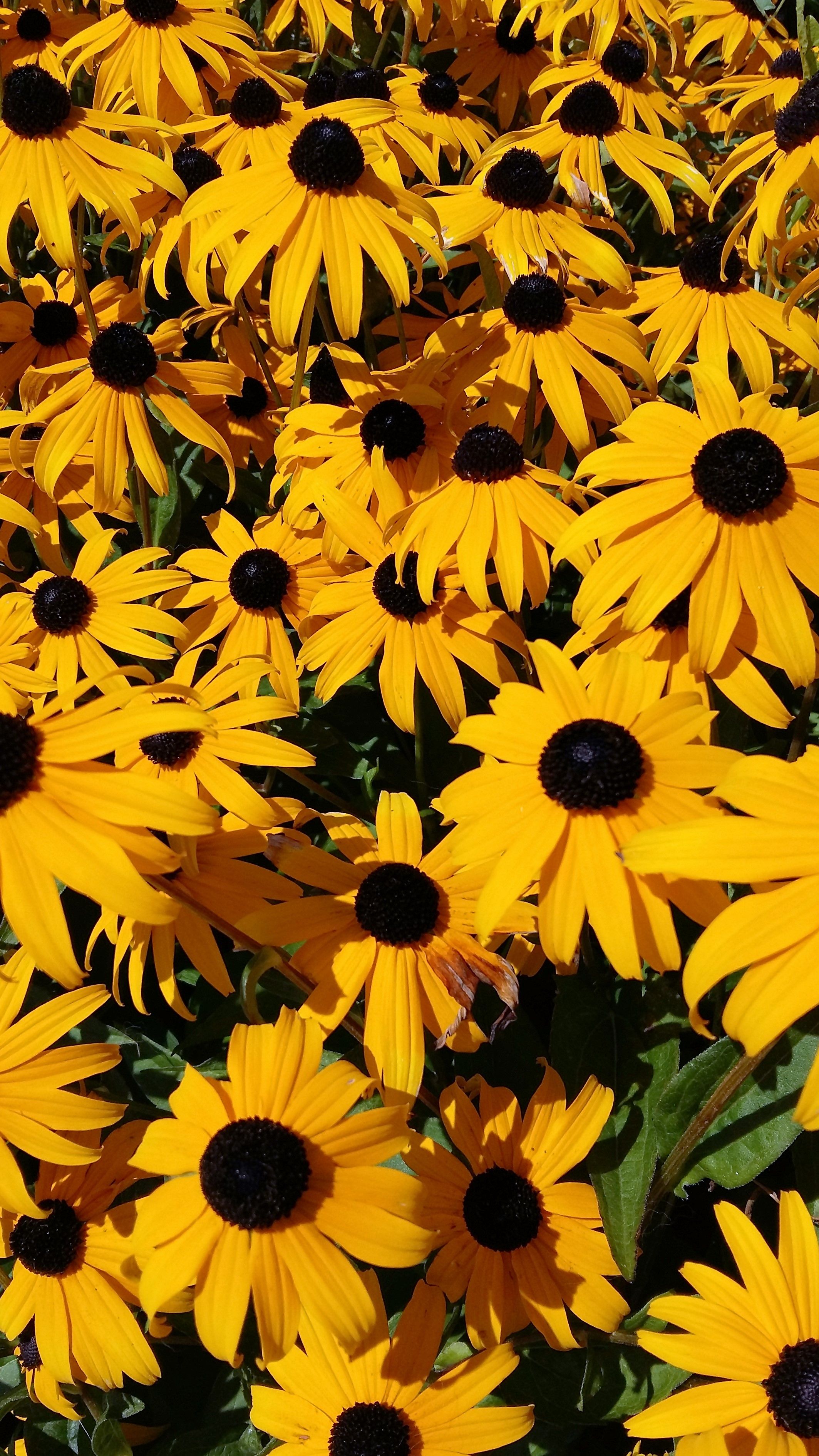 Black-Eyed Susan Wallpapers