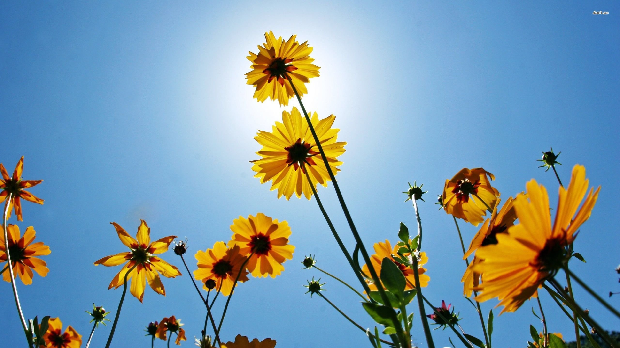 Black-Eyed Susan Wallpapers