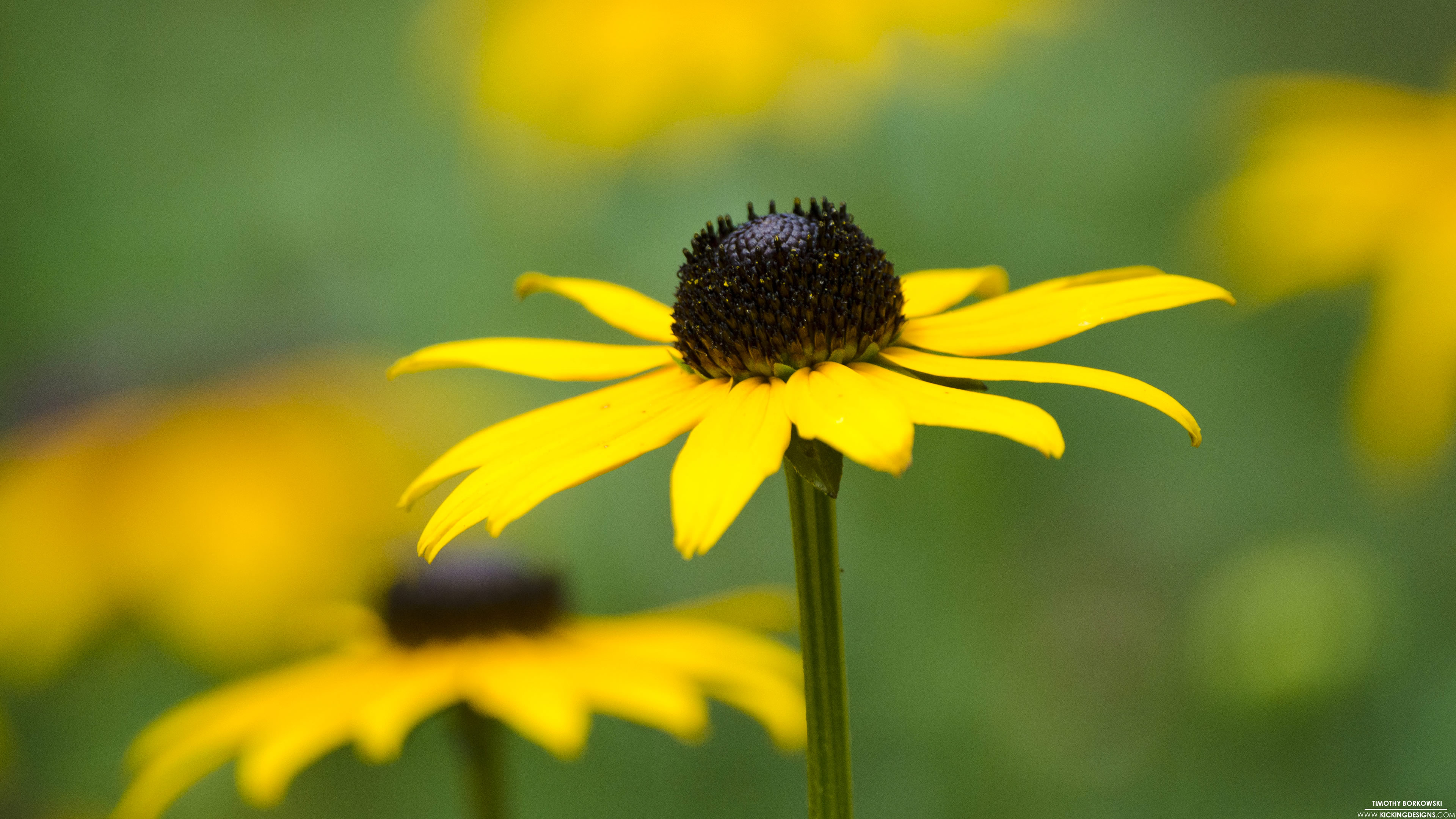 Black-Eyed Susan Wallpapers