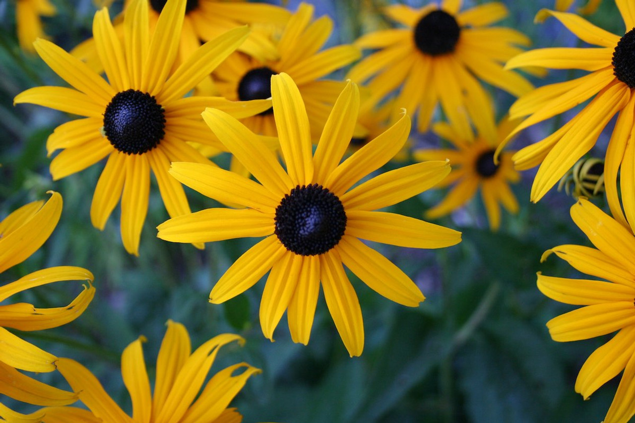 Black-Eyed Susan Wallpapers