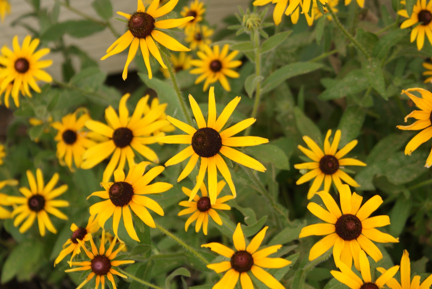 Black-Eyed Susan Wallpapers