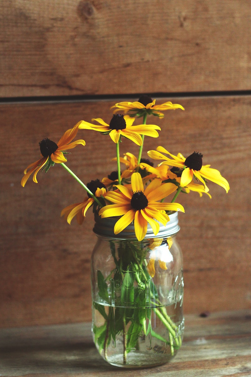 Black-Eyed Susan Wallpapers