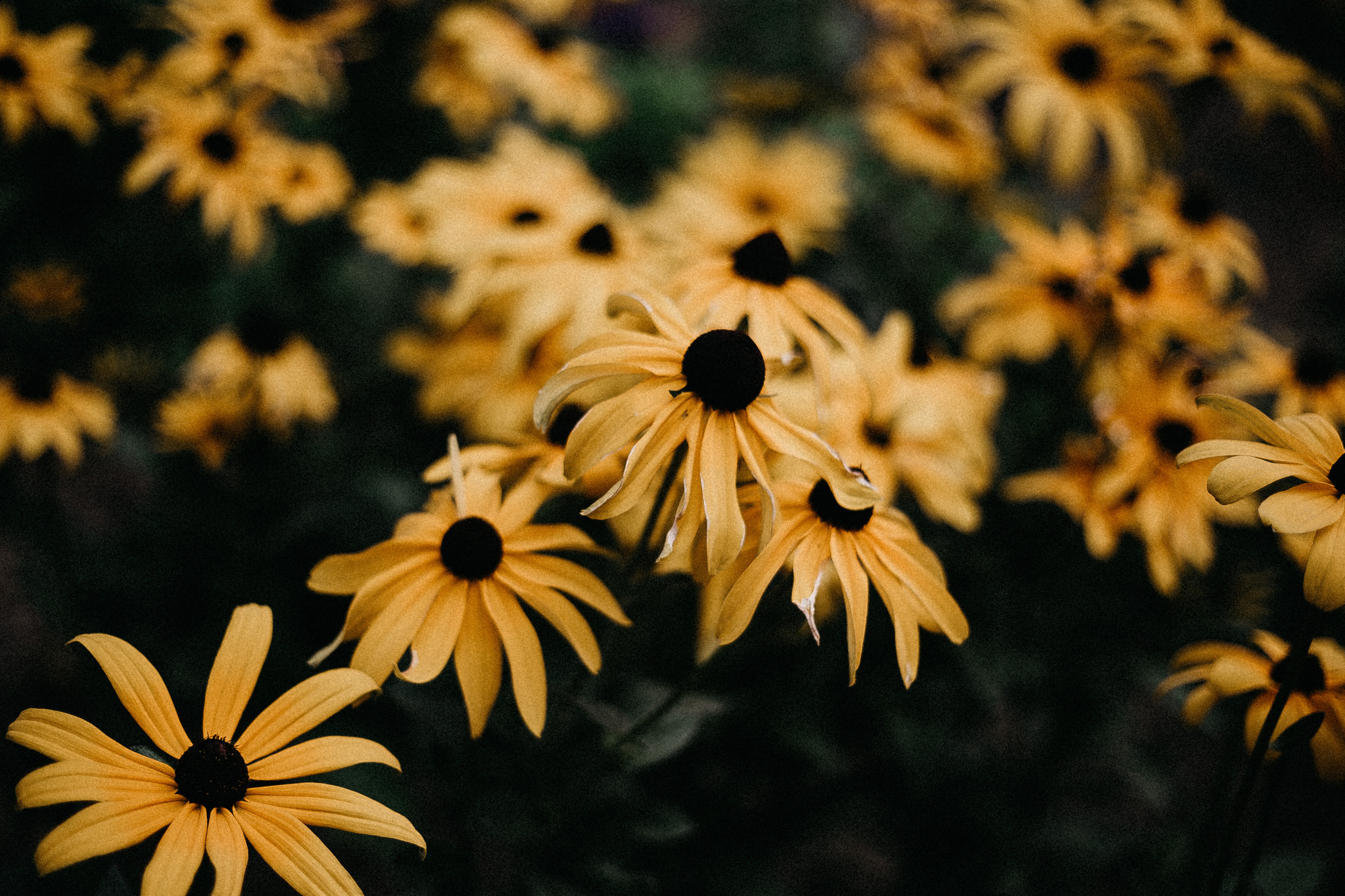 Black-Eyed Susan Wallpapers