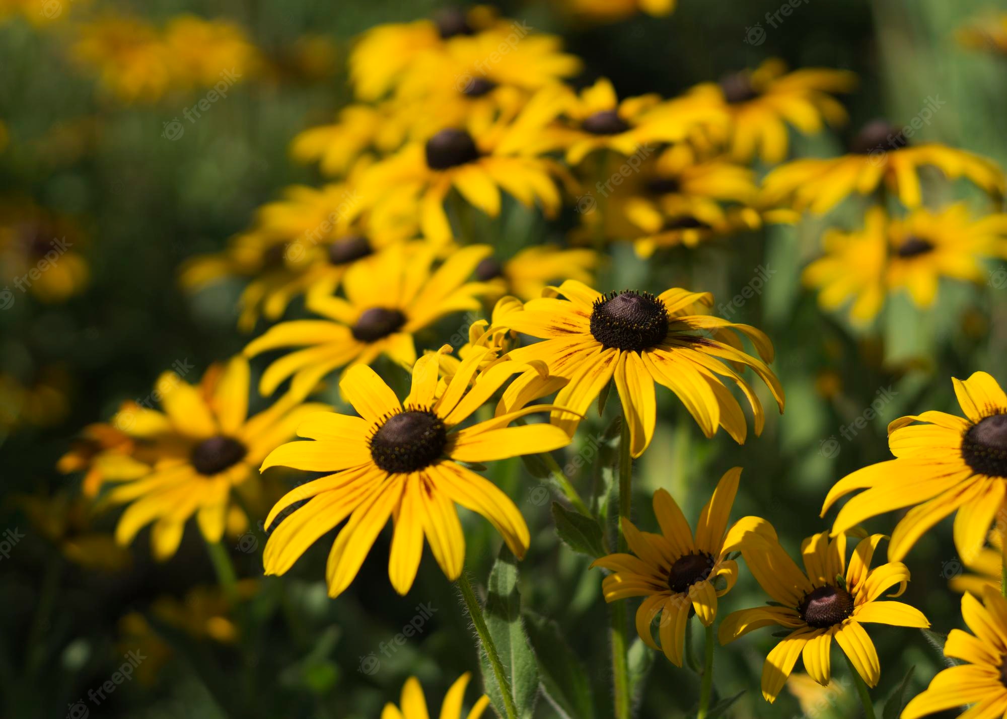 Black-Eyed Susan Wallpapers