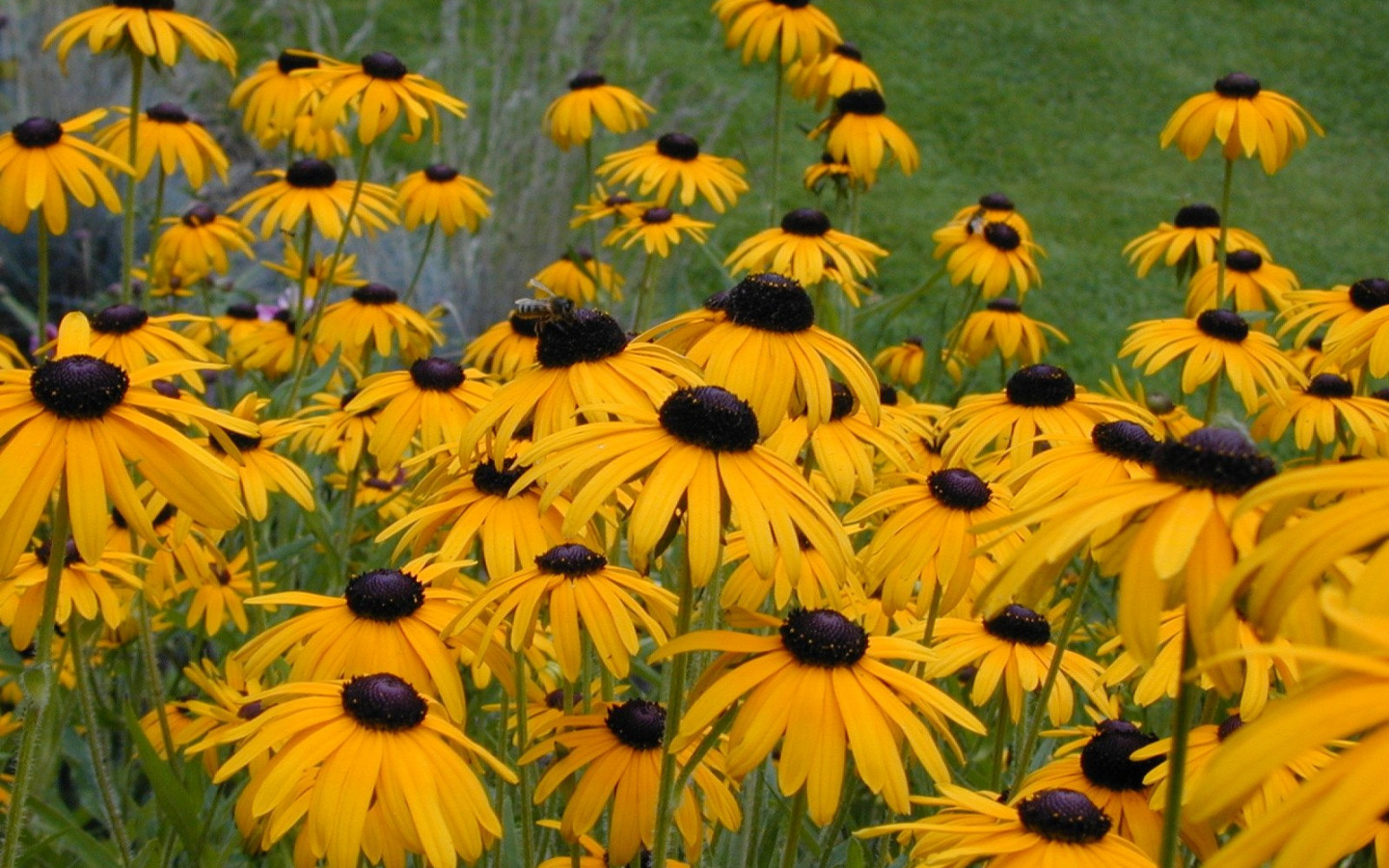 Black-Eyed Susan Wallpapers