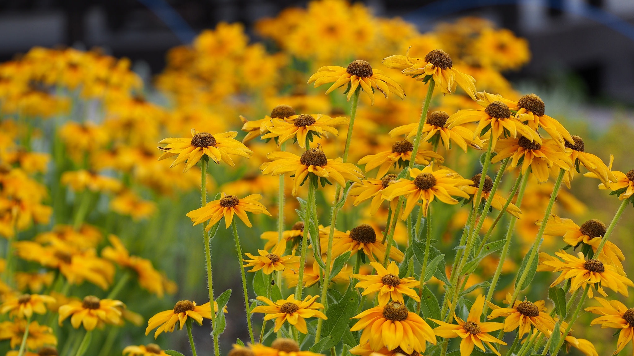 Black-Eyed Susan Wallpapers