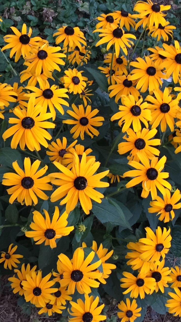 Black-Eyed Susan Wallpapers