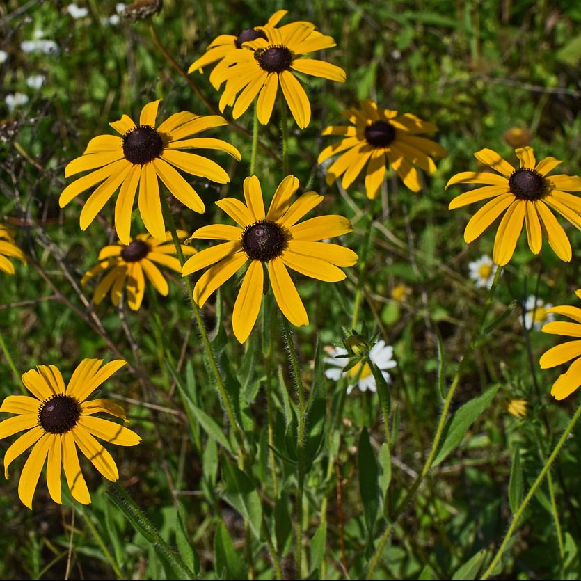 Black-Eyed Susan Wallpapers