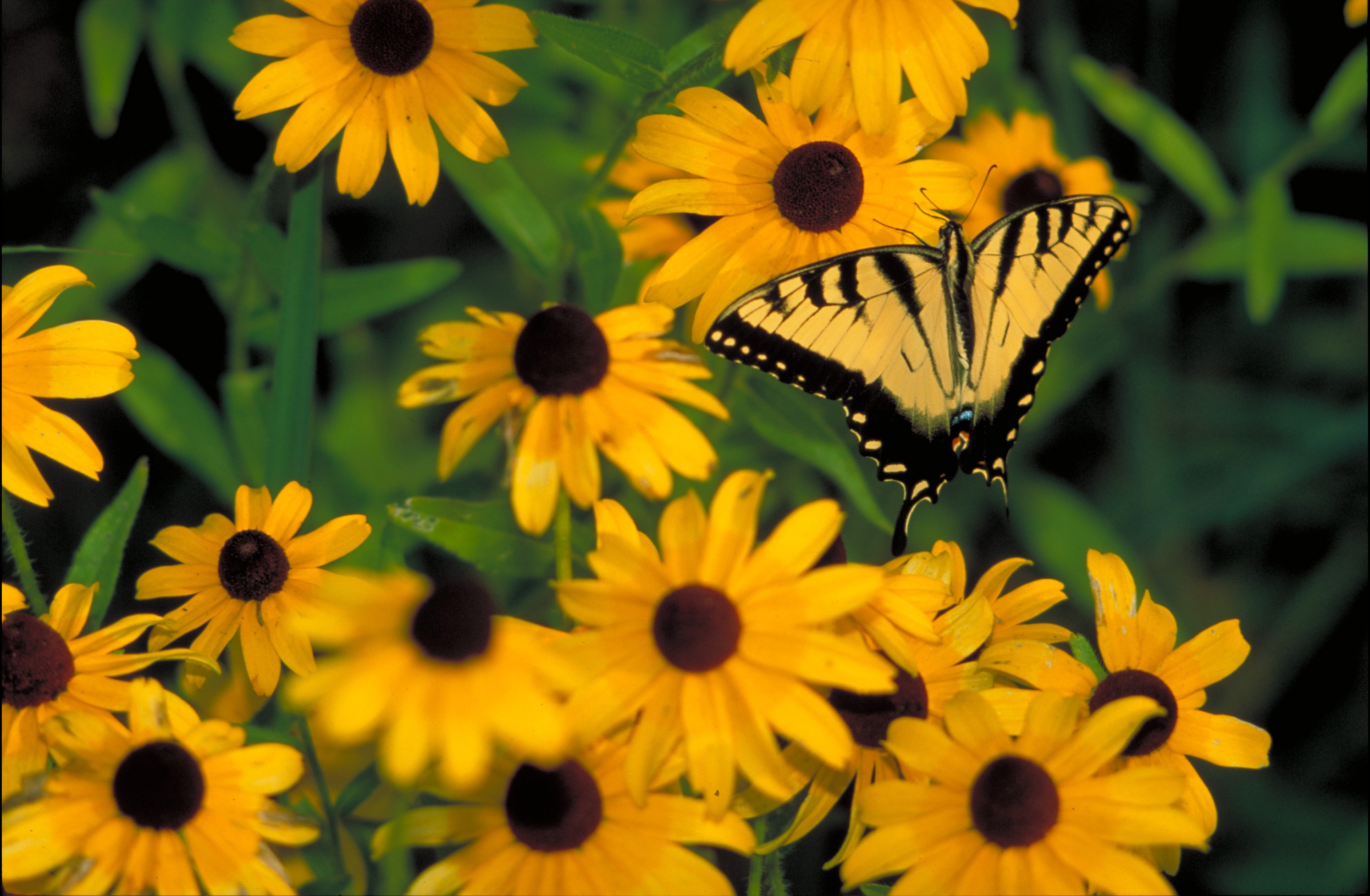 Black-Eyed Susan Wallpapers