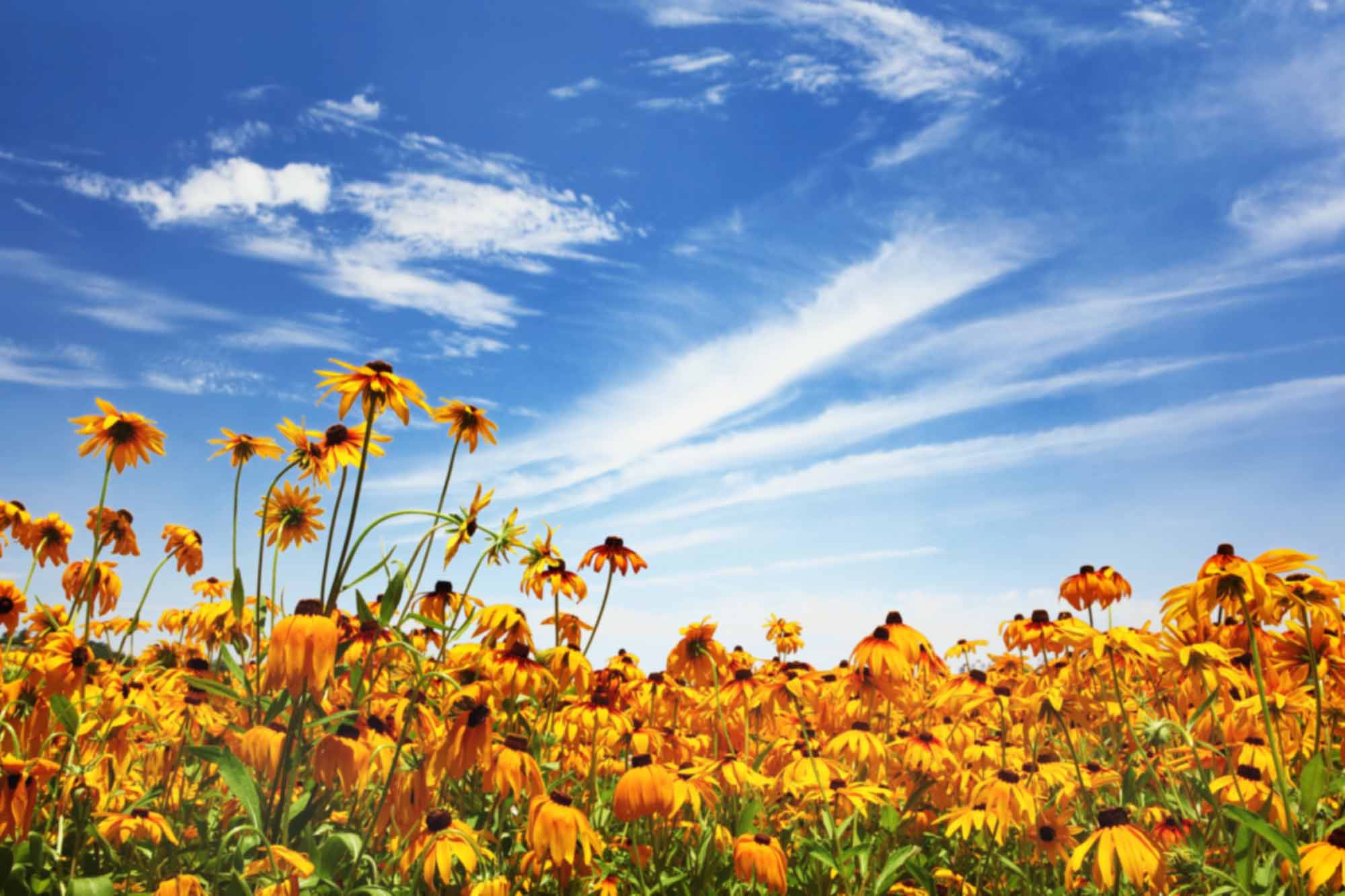 Black-Eyed Susan Wallpapers