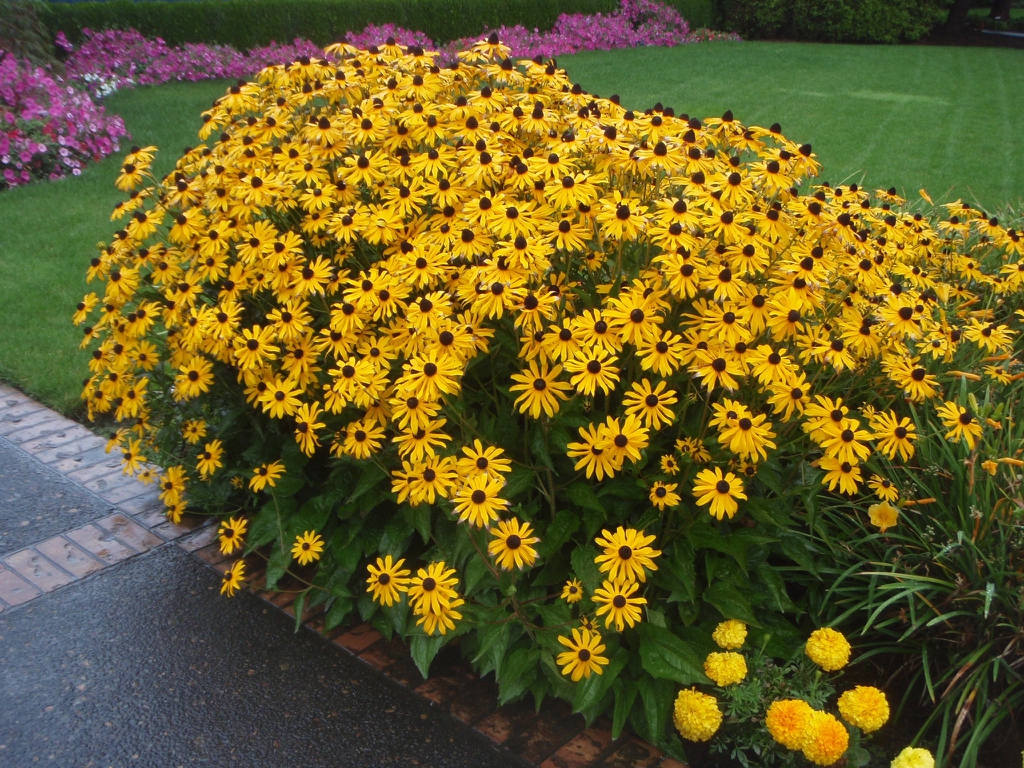 Black-Eyed Susan Wallpapers