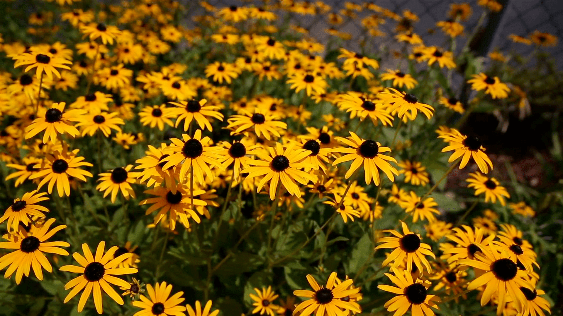 Black-Eyed Susan Wallpapers