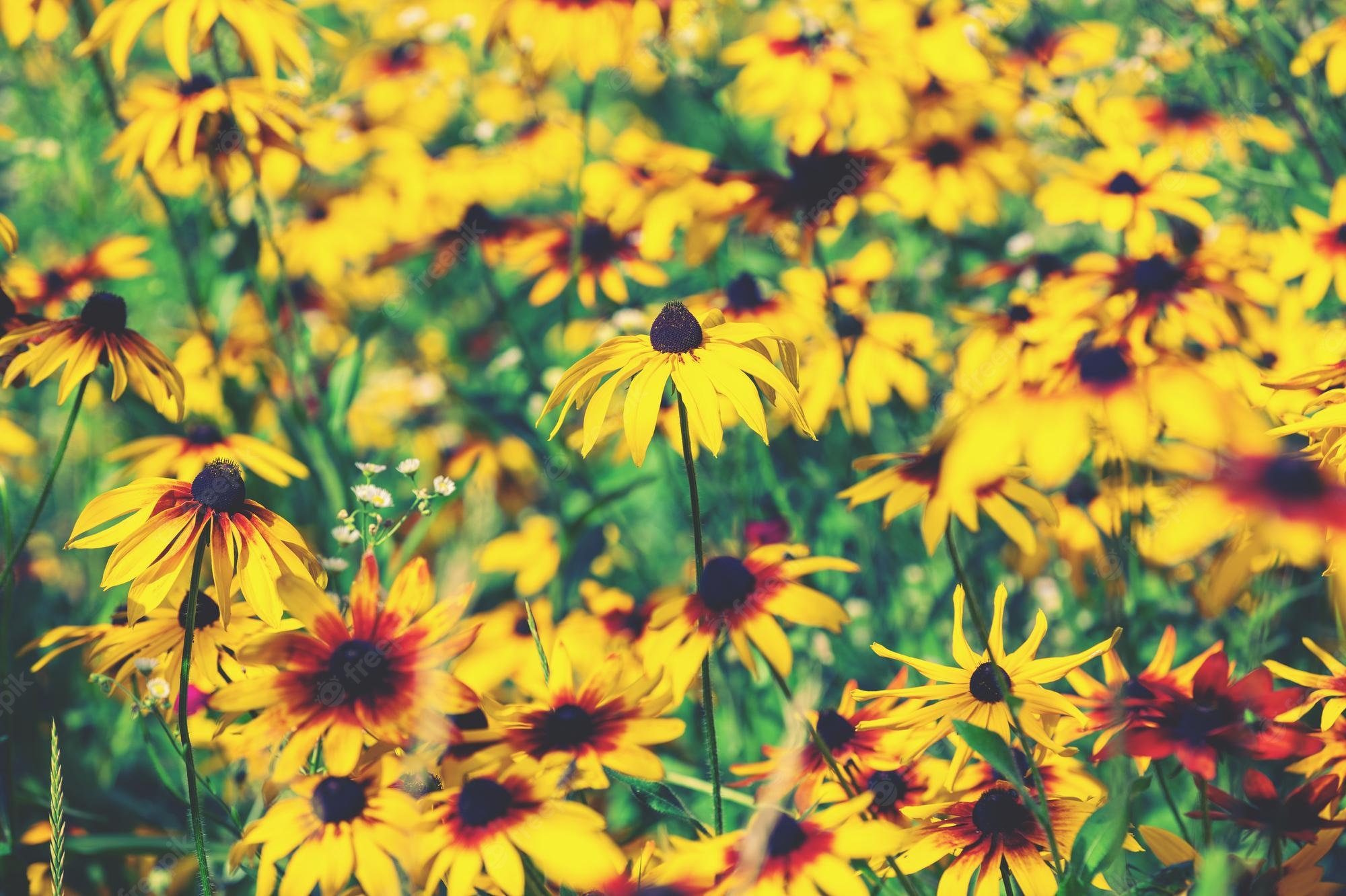 Black-Eyed Susan Wallpapers