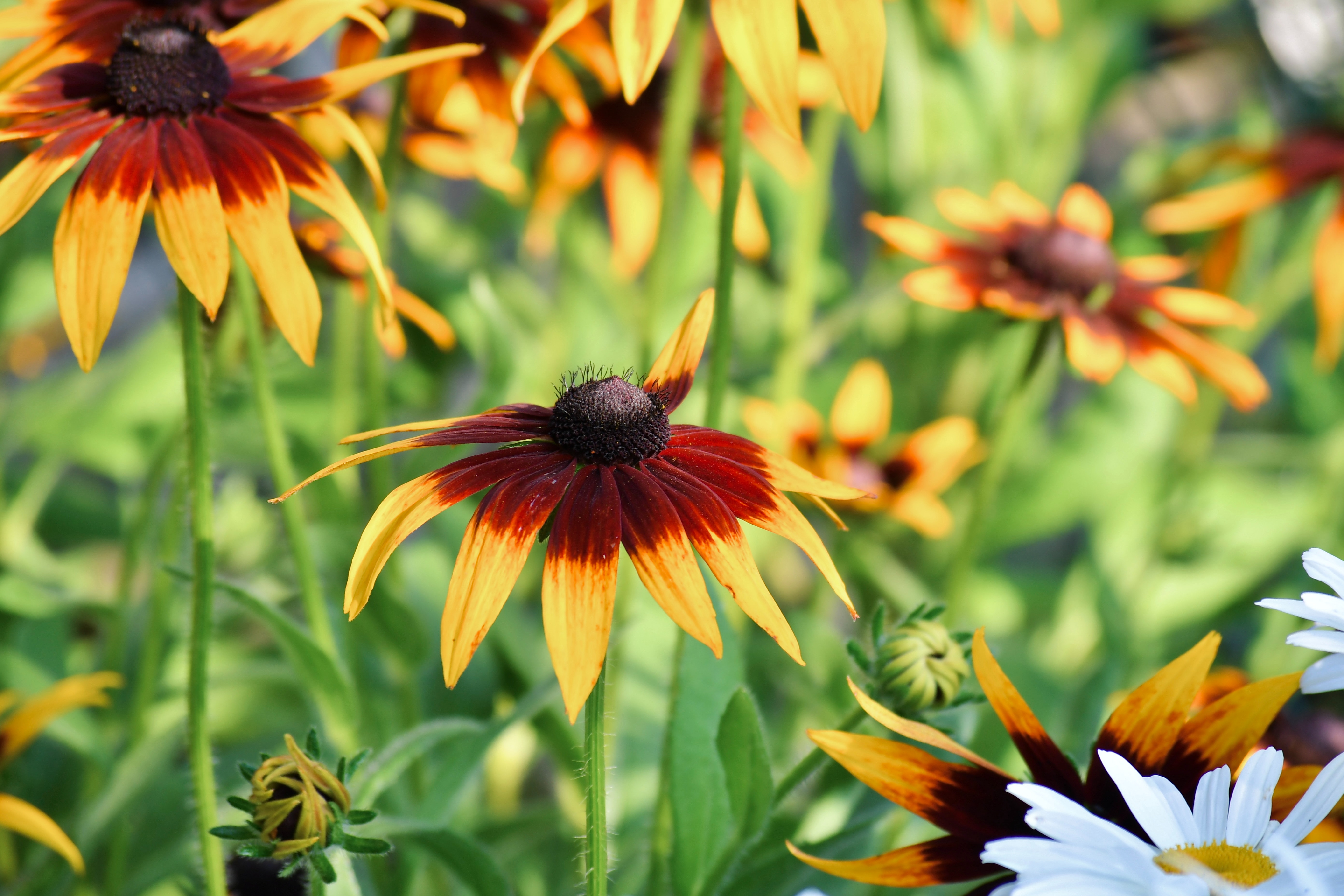 Black-Eyed Susan Wallpapers