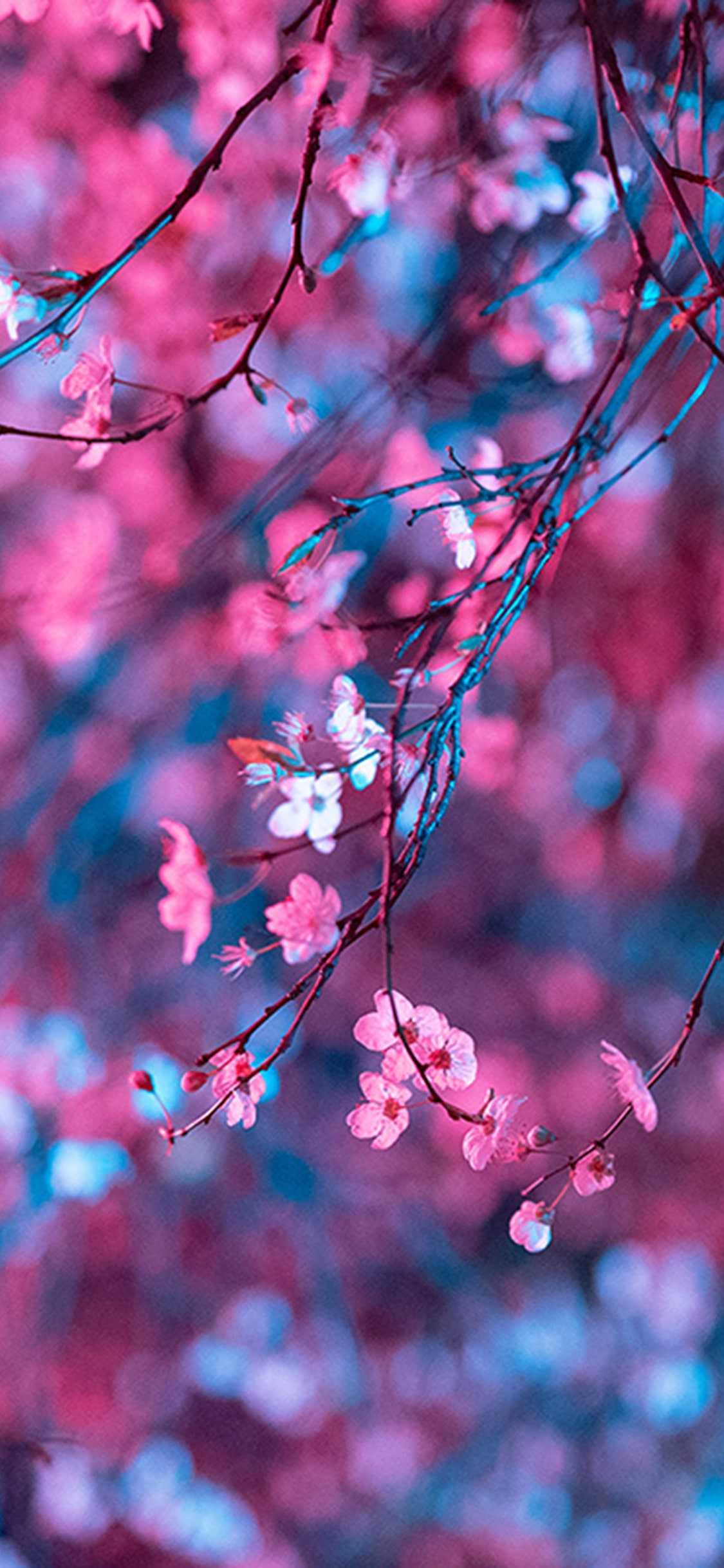 Blossom Wallpapers