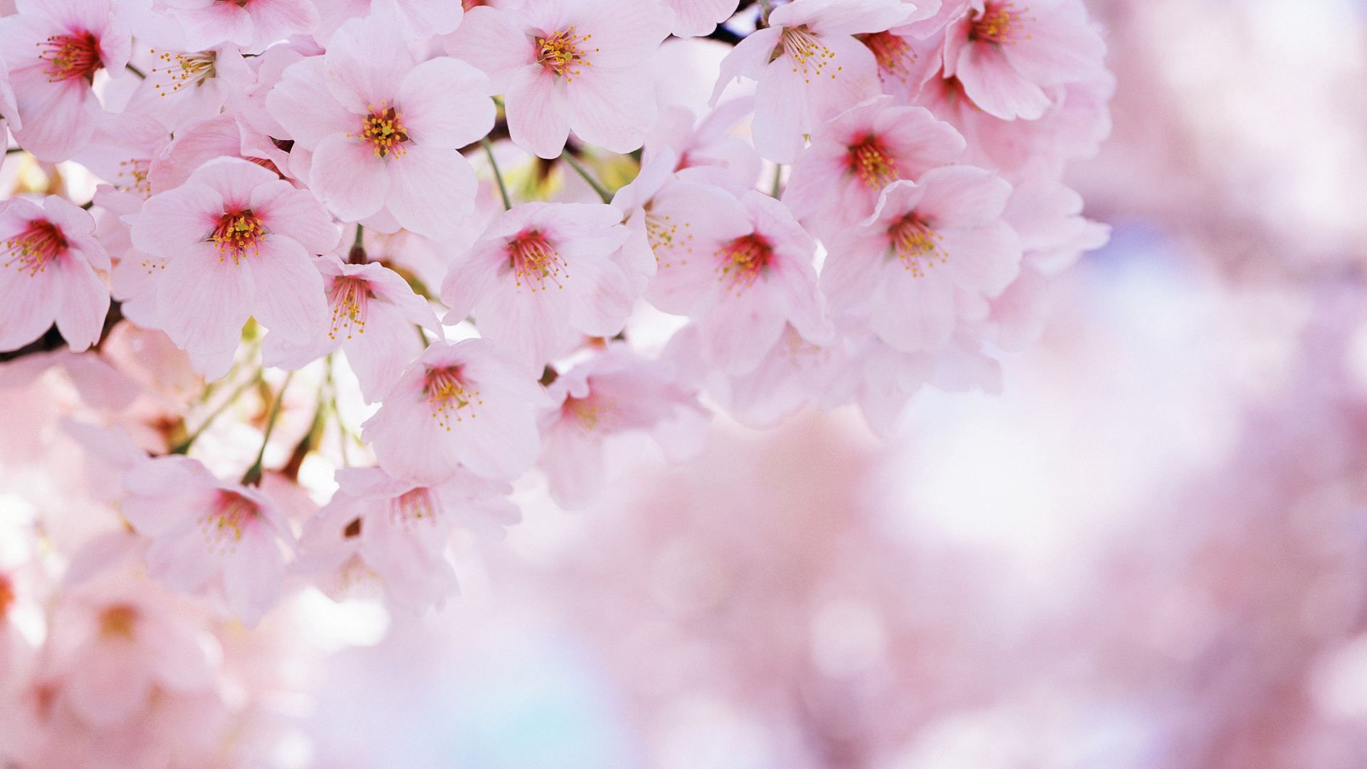 Blossom Wallpapers