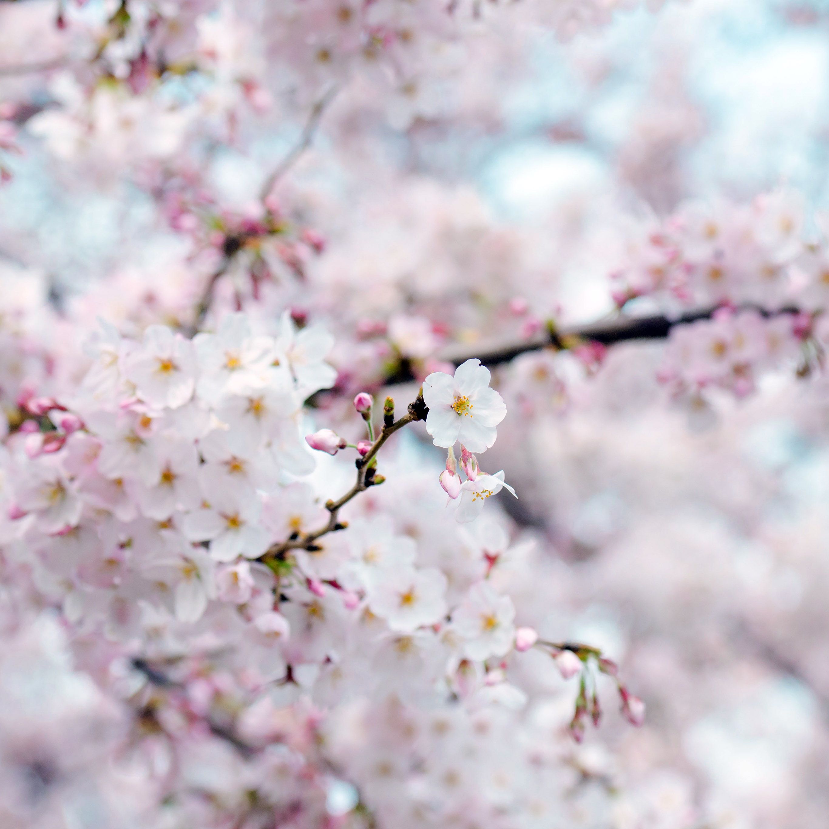 Blossom Wallpapers